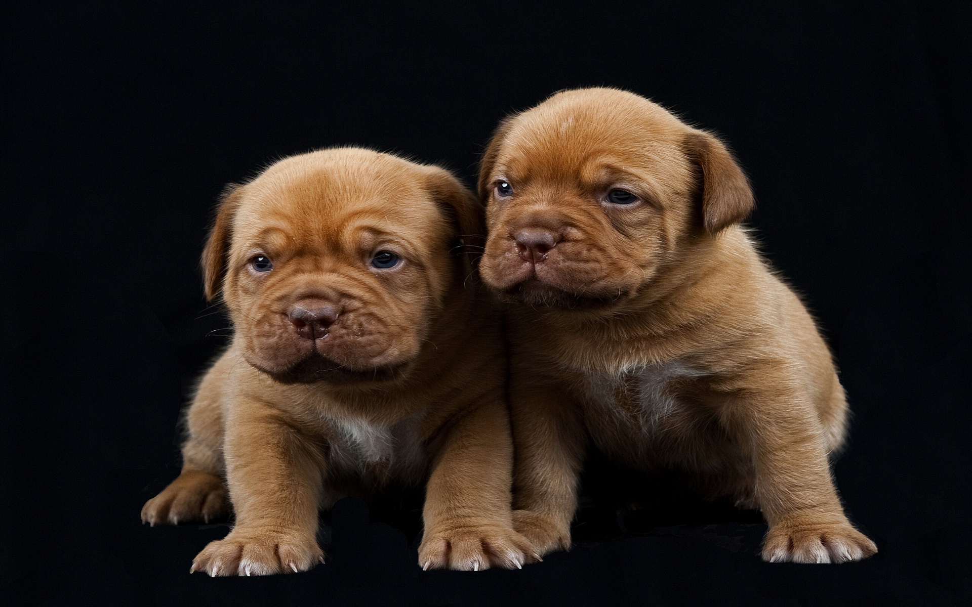 Téléchargez gratuitement l'image Chiot, Chiens, Animaux sur le bureau de votre PC