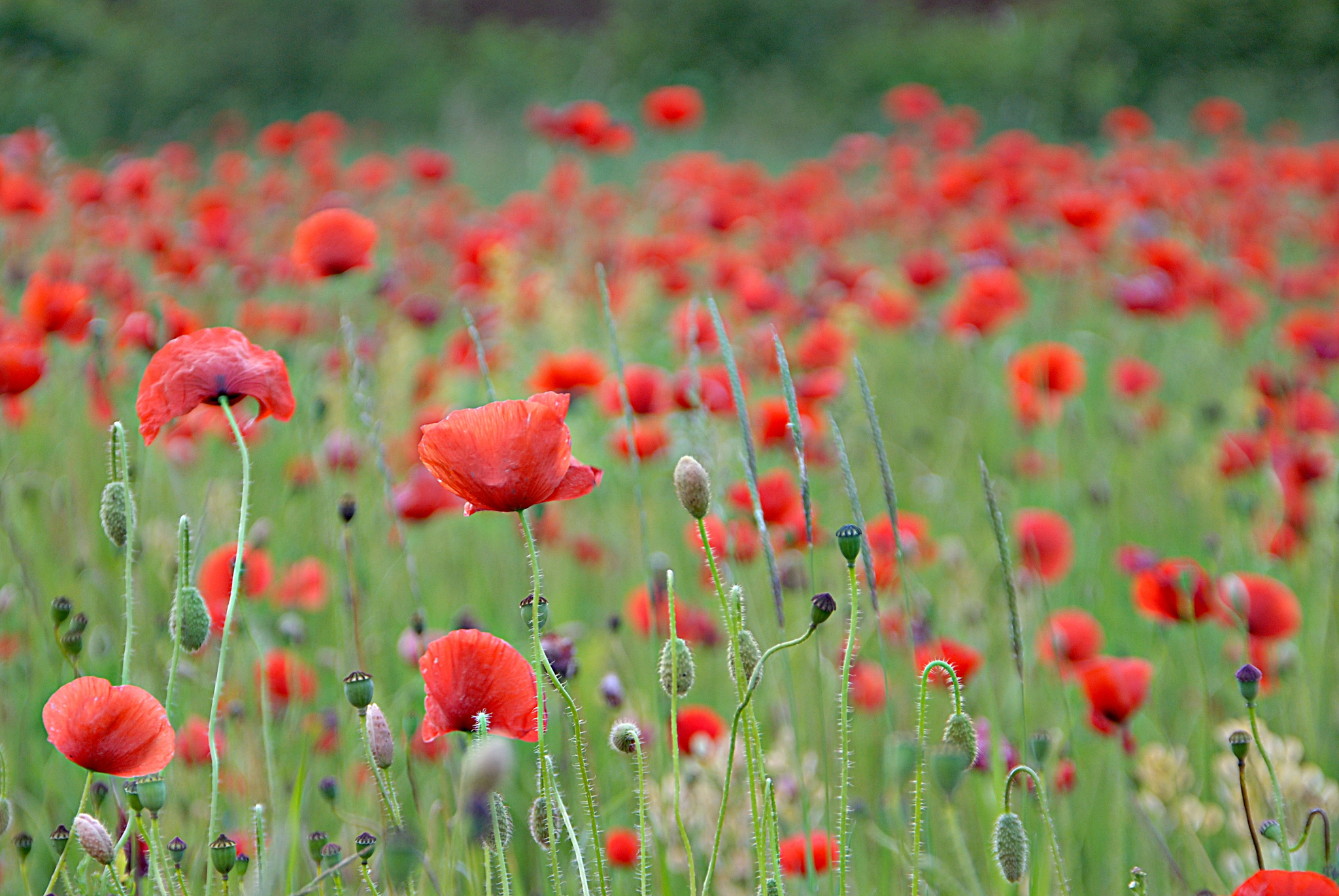 Free download wallpaper Poppy, Flowers, Earth on your PC desktop