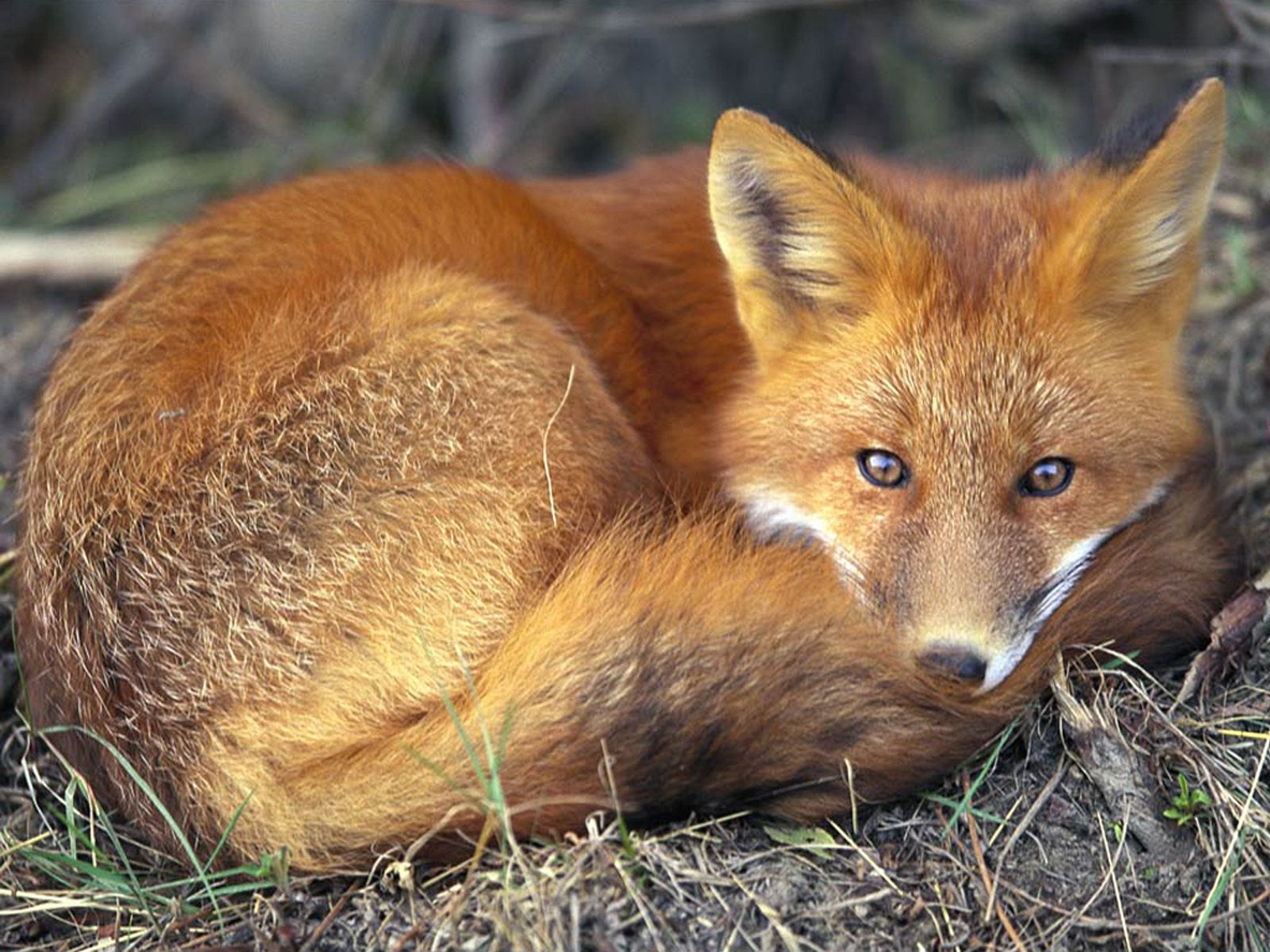 animals, fox, to lie down, lie, relaxation, rest, bask