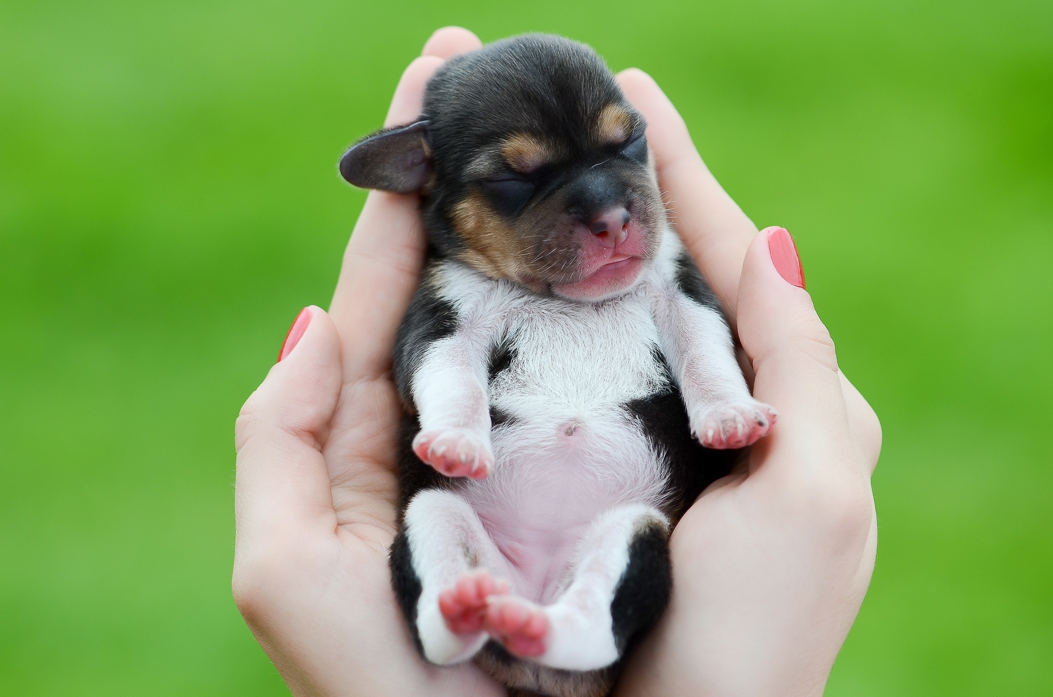 Téléchargez gratuitement l'image Animaux, Chiens, Chien, Chiot sur le bureau de votre PC