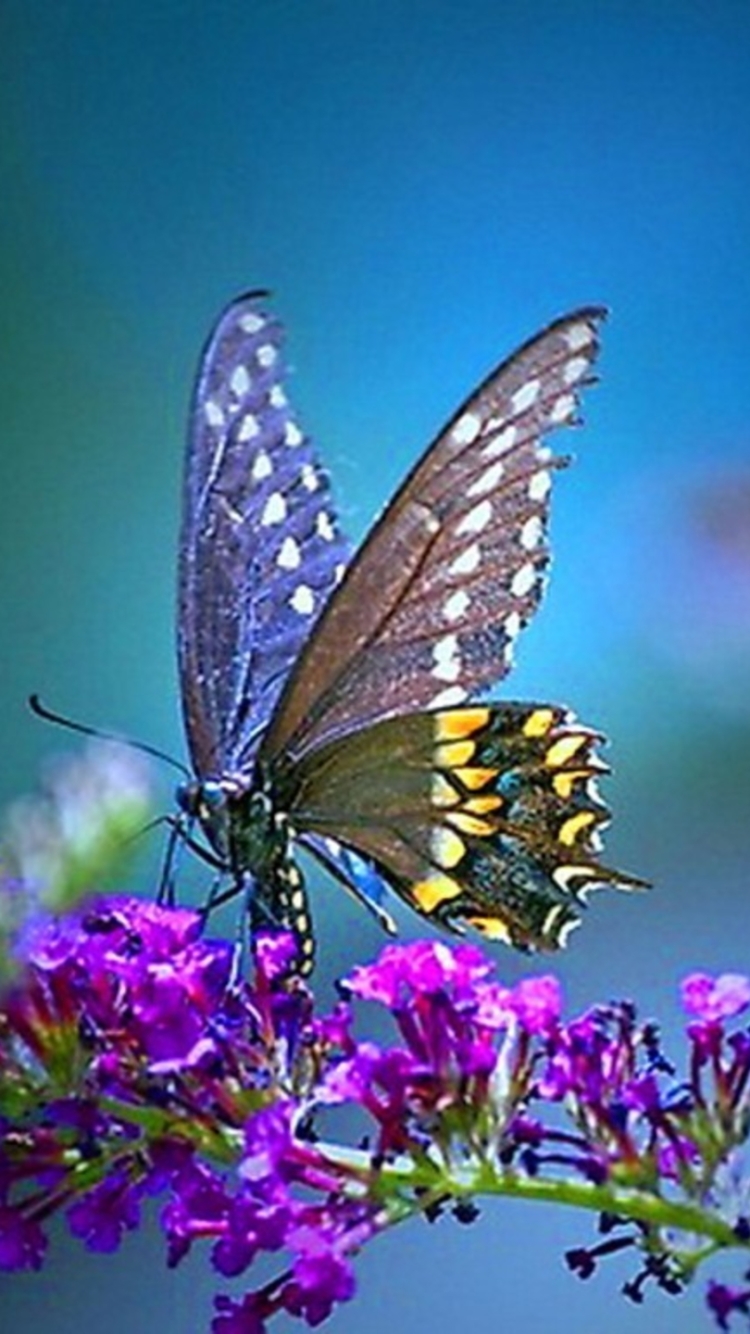 Download mobile wallpaper Butterfly, Animal for free.