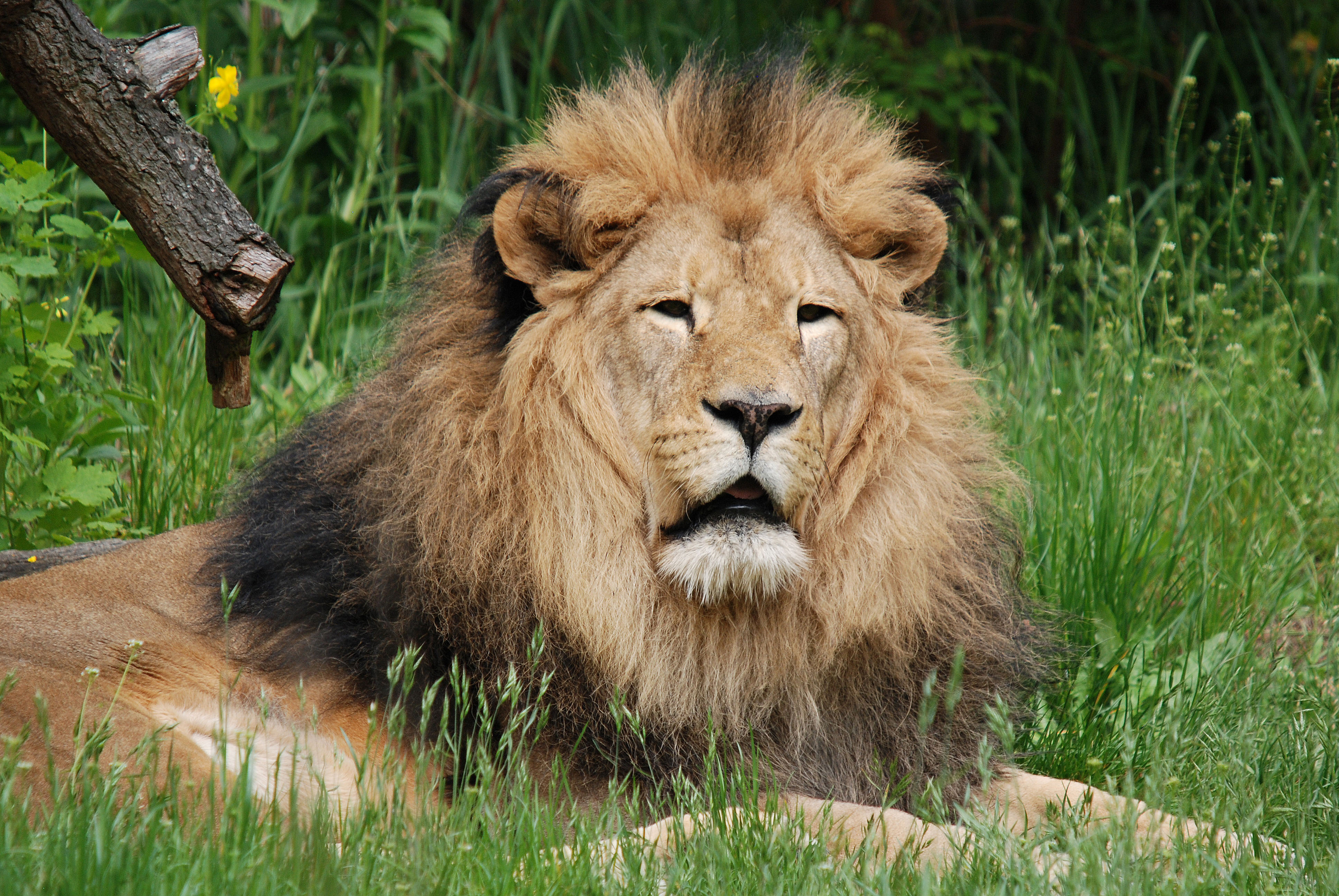 PCデスクトップに動物, 草, ライオン, 猫画像を無料でダウンロード