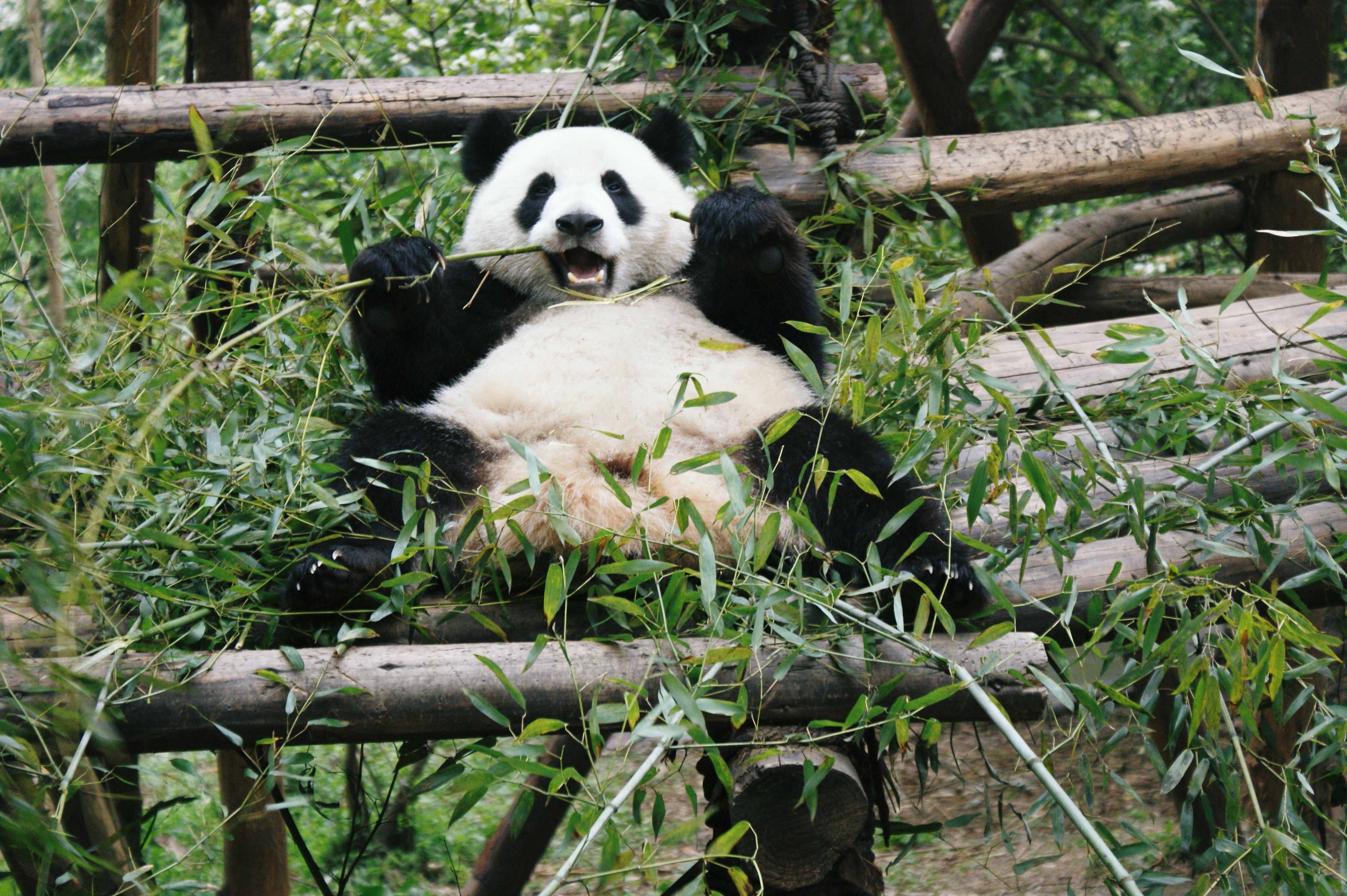 bamboo, animals, leaves, branches, bear, animal, panda Full HD