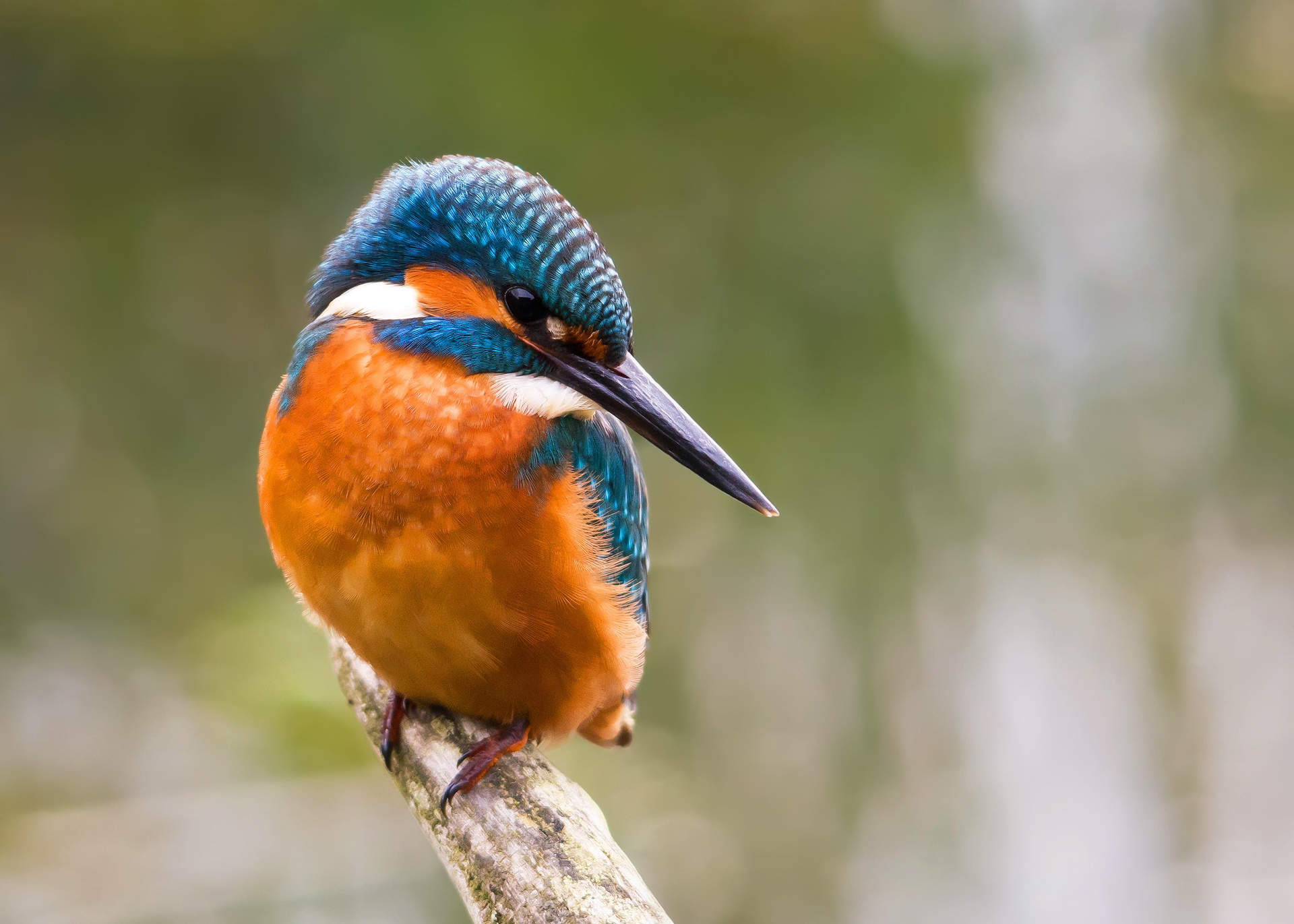 kingfisher, animal, bird, birds