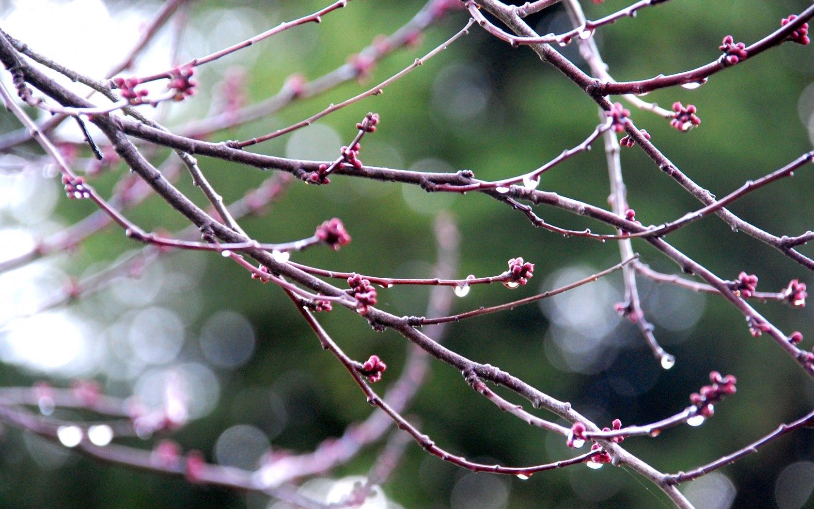 Free download wallpaper Macro, Branches, Drops, Spring on your PC desktop