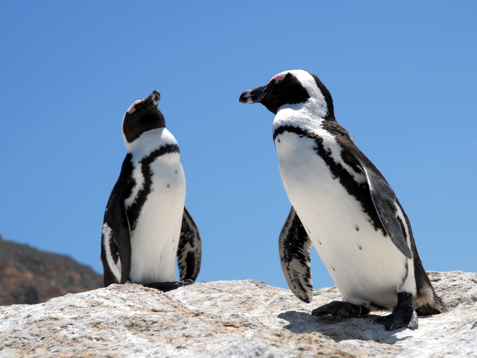 Baixe gratuitamente a imagem Animais, Aves, Pinguins na área de trabalho do seu PC