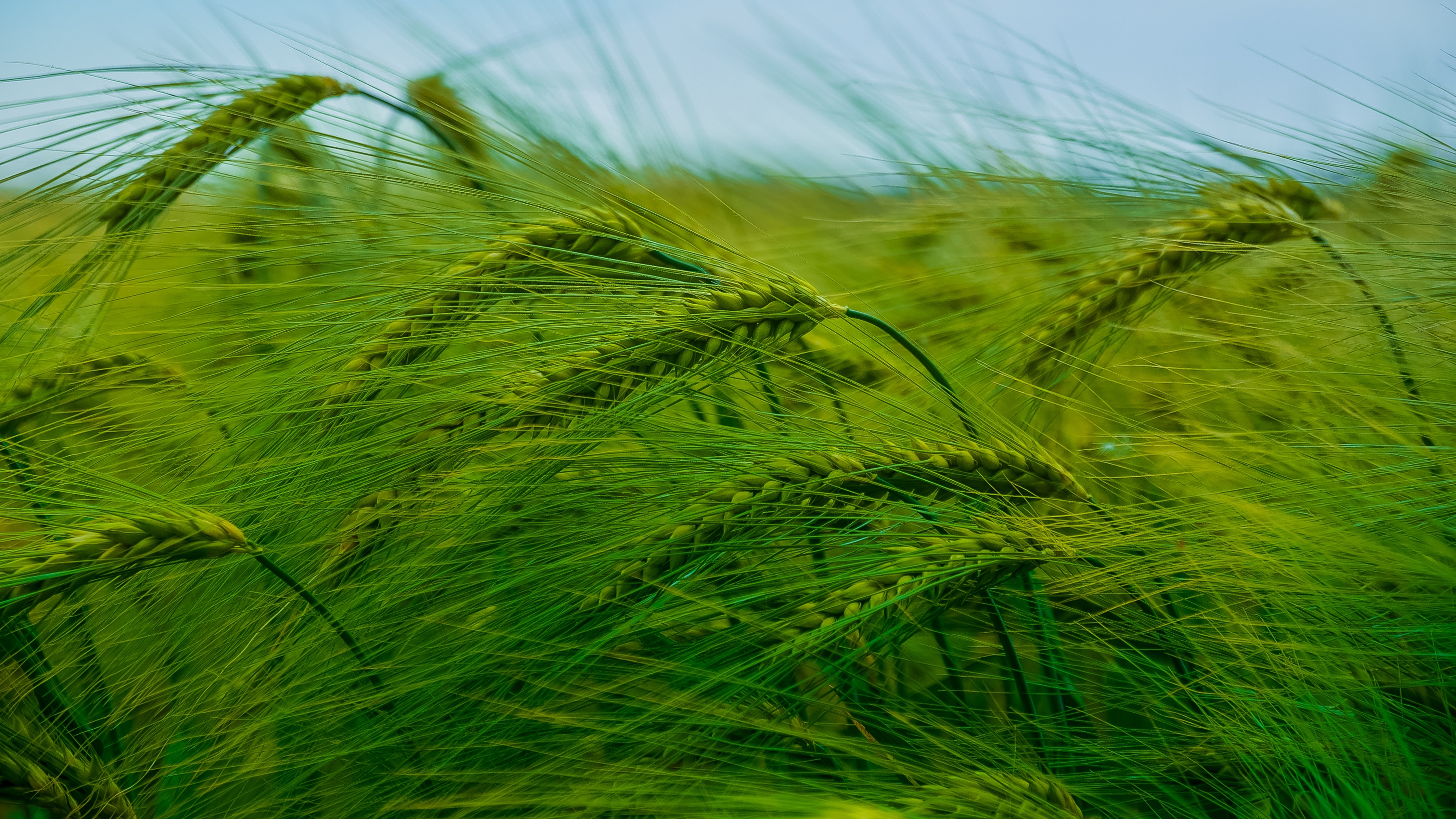 Free download wallpaper Nature, Summer, Wheat, Earth on your PC desktop