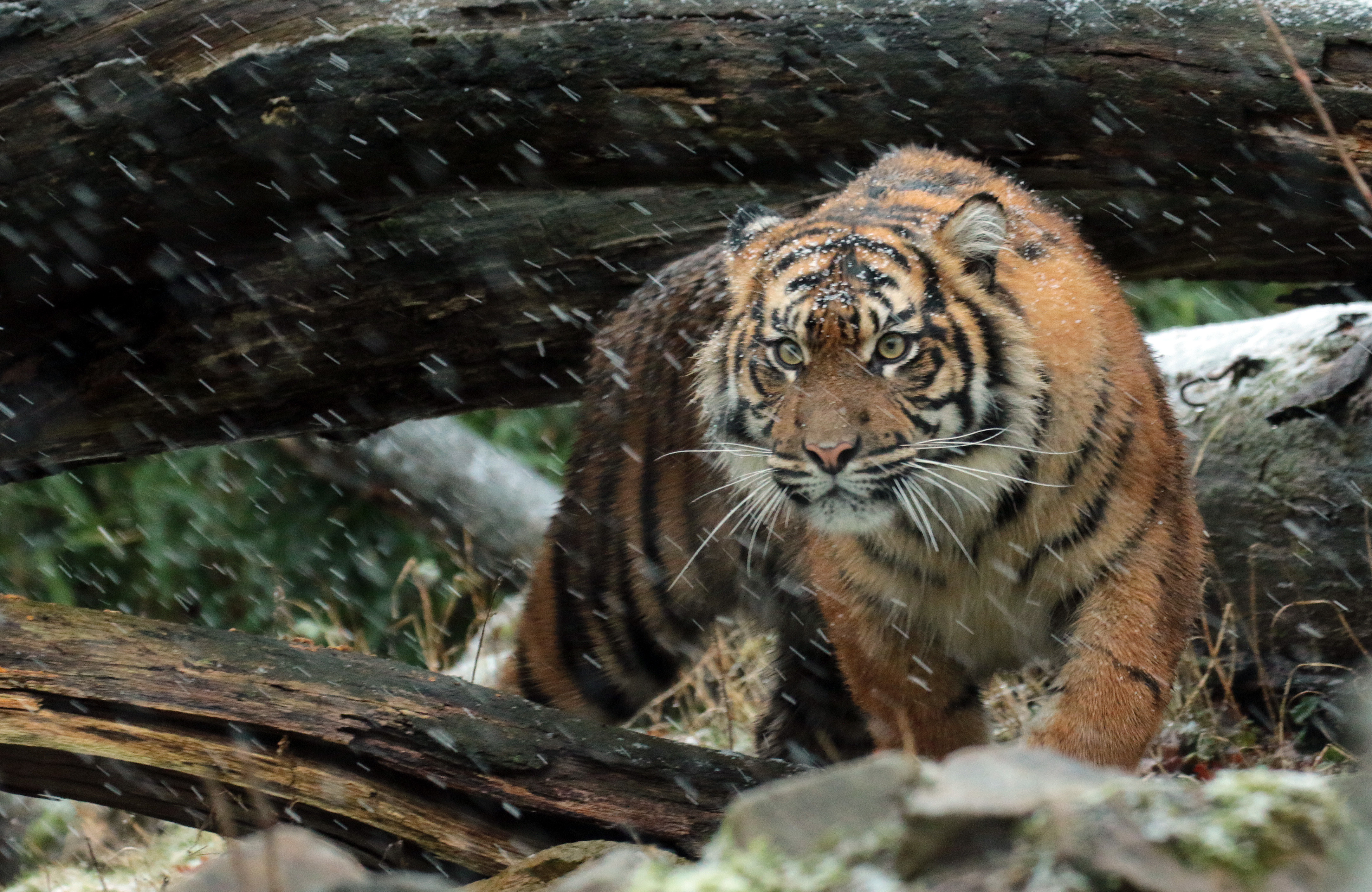 Téléchargez des papiers peints mobile Animaux, Chats, Pluie, Tigre, Regard gratuitement.