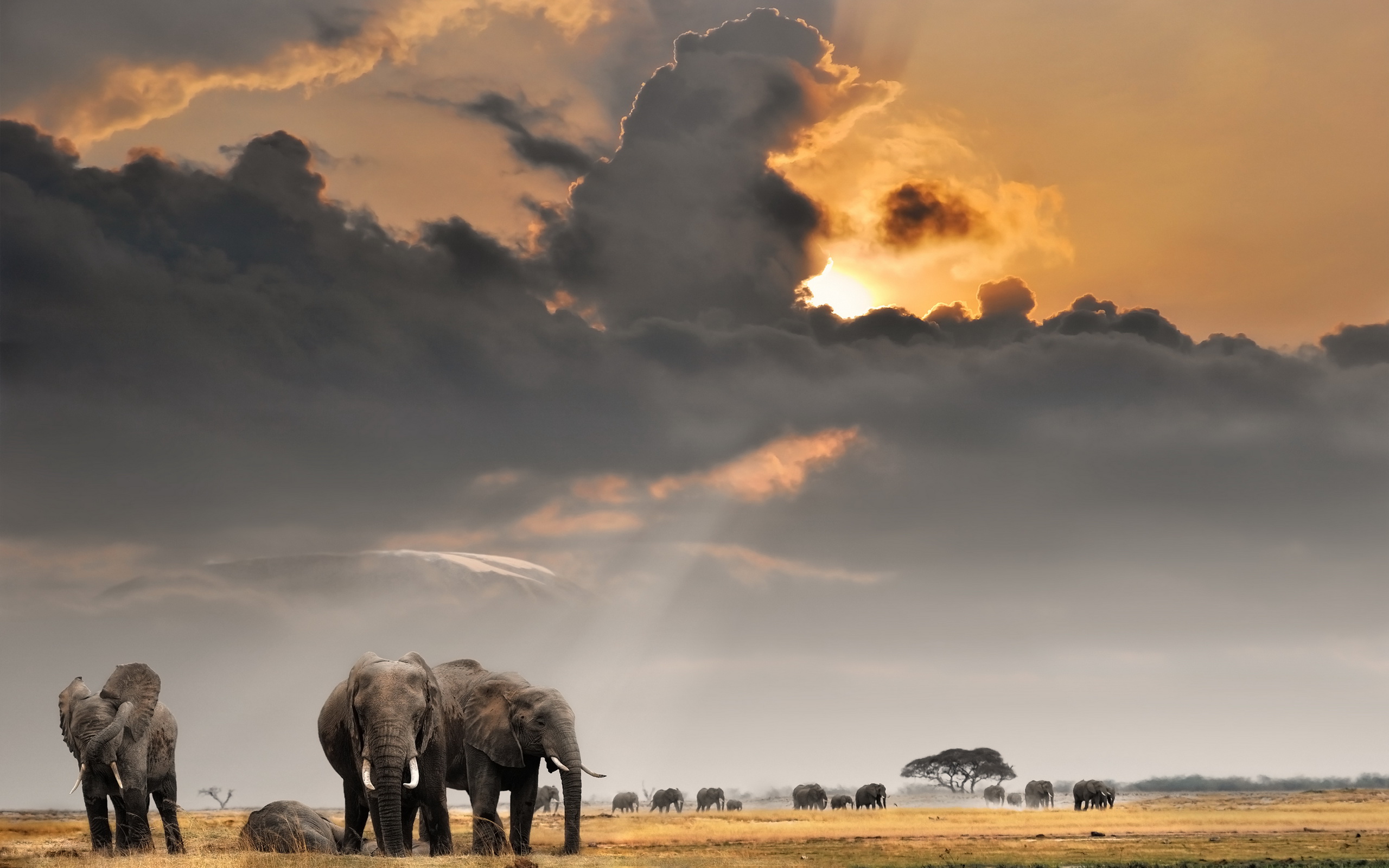 Handy-Wallpaper Afrikanischer Elefant, Elefanten, Tiere kostenlos herunterladen.