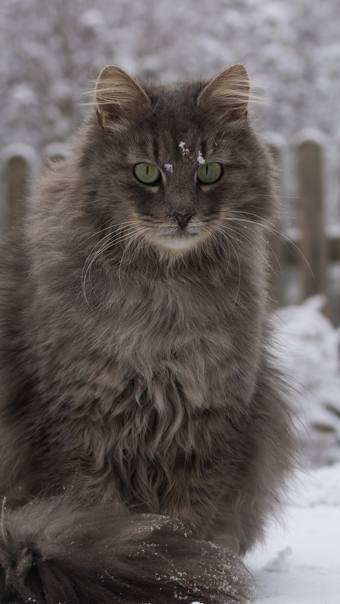 Handy-Wallpaper Tiere, Winter, Katzen, Schnee, Katze, Starren kostenlos herunterladen.