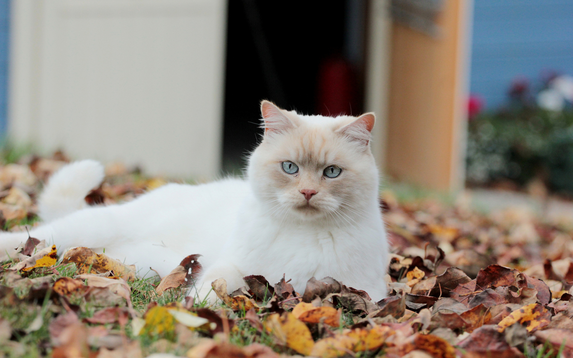 Laden Sie das Katze, Katzen, Tiere-Bild kostenlos auf Ihren PC-Desktop herunter