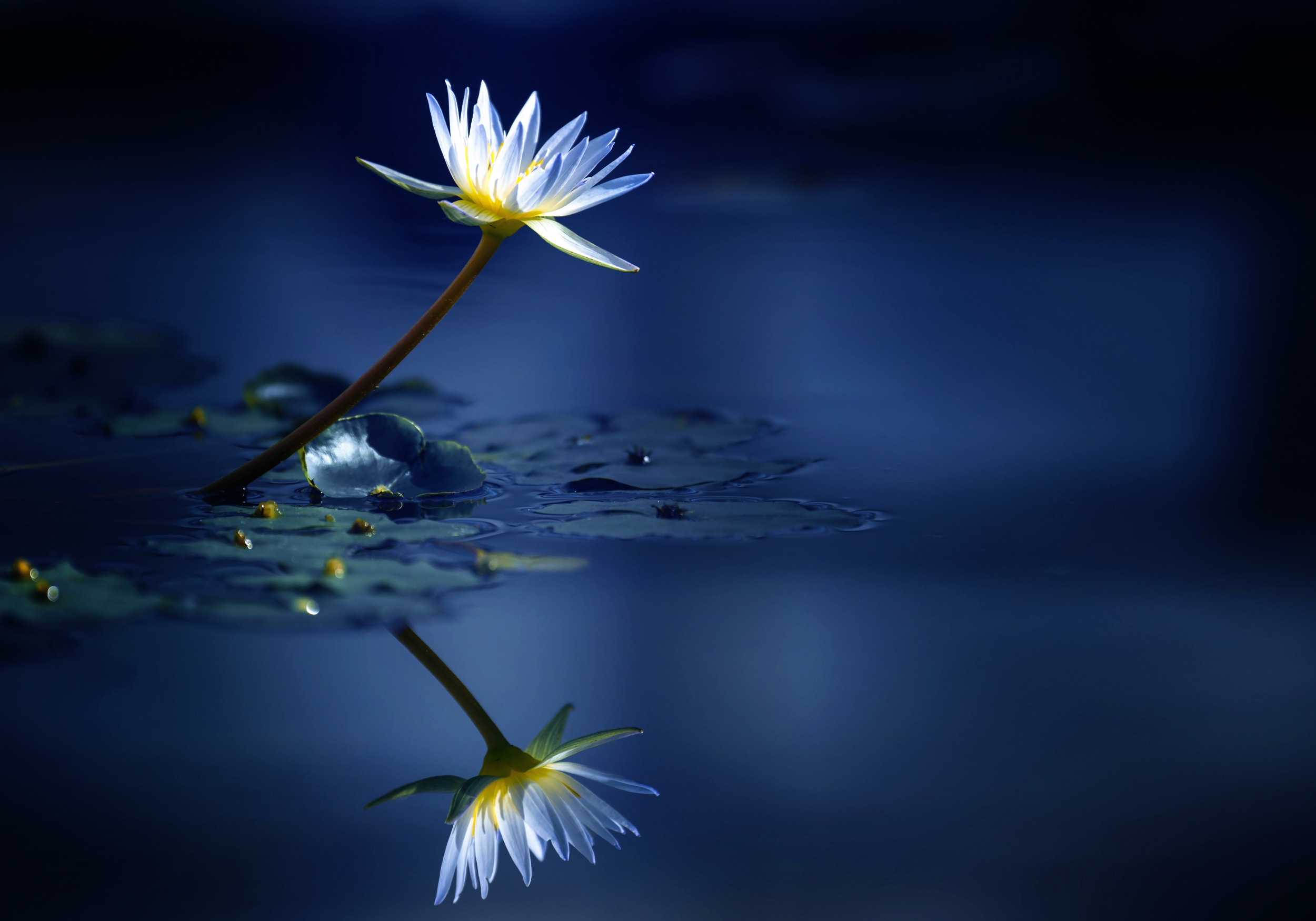 Download mobile wallpaper Nature, Flowers, Water, Reflection, Flower, Earth, Water Lily, White Flower for free.