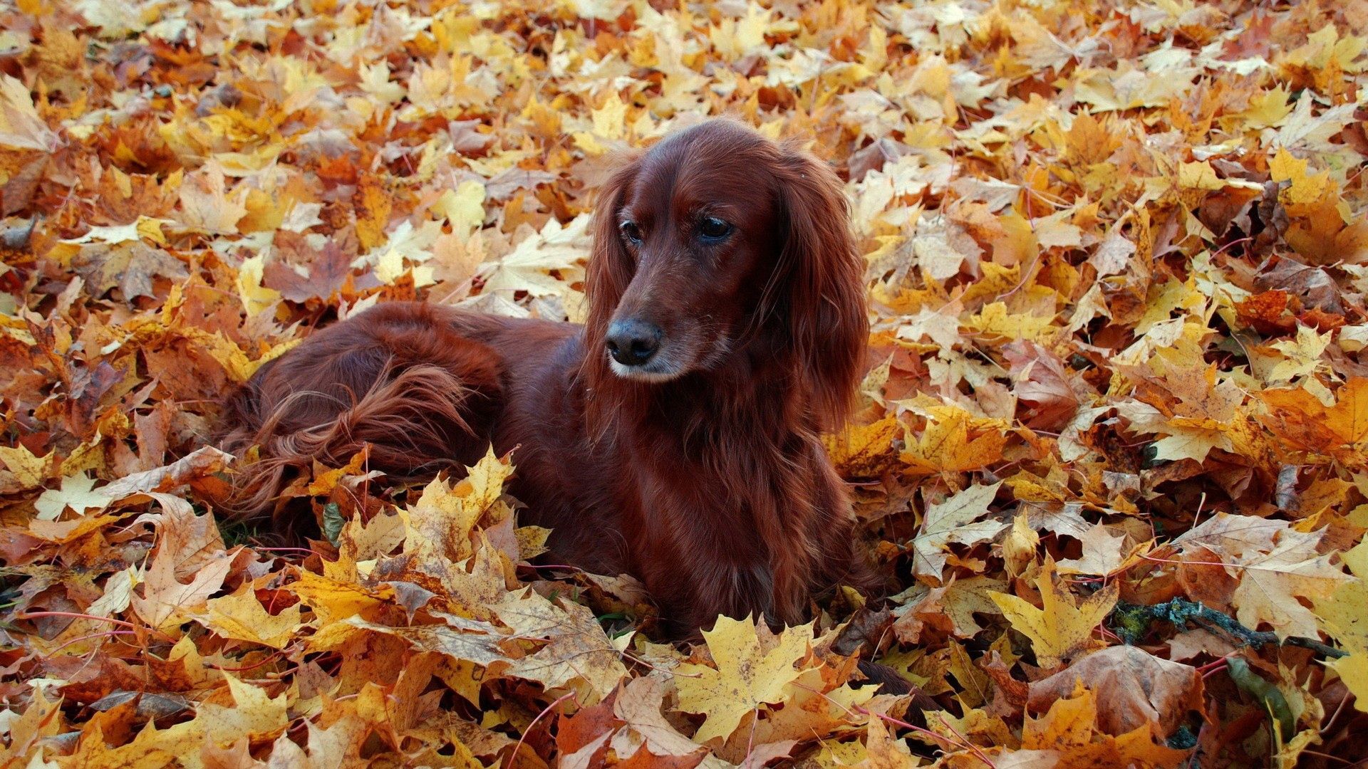 Download mobile wallpaper Animals, Fluffy, Autumn, Dog, Leaves, Foliage for free.