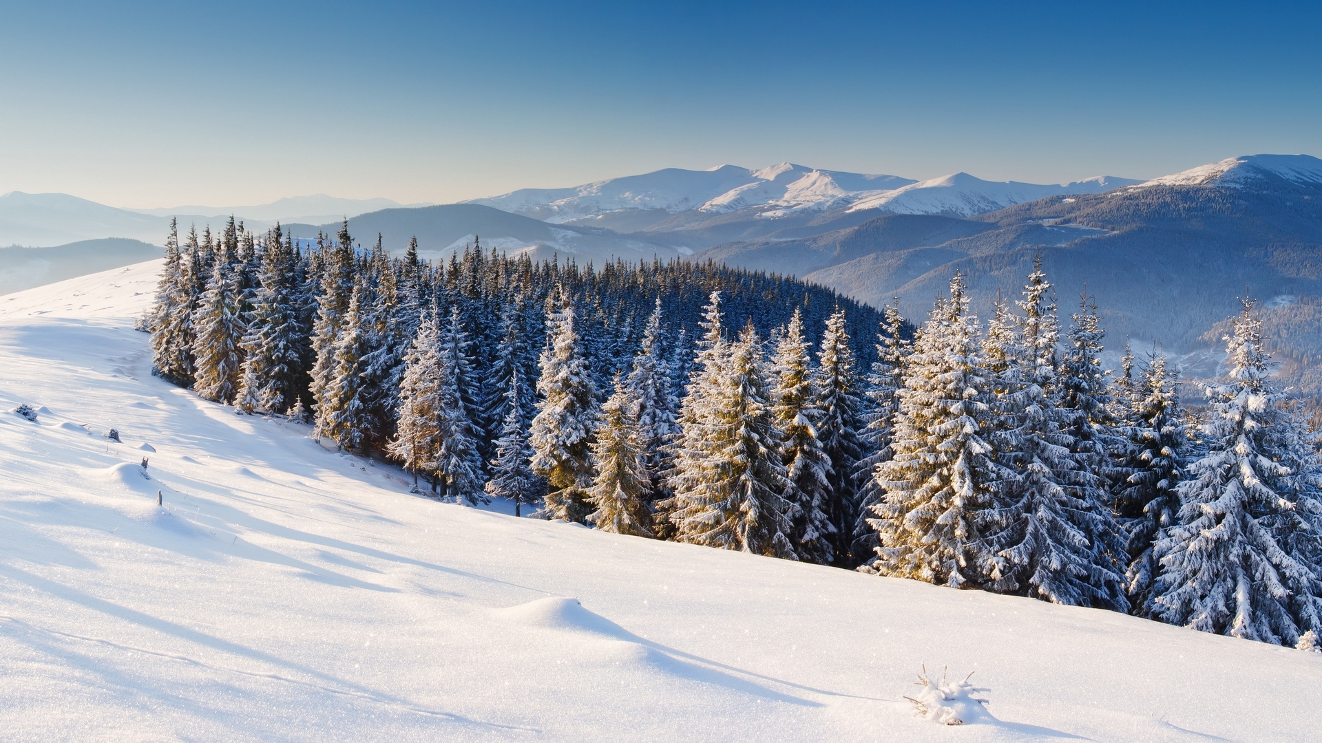 Handy-Wallpaper Winter, Schnee, Wald, Baum, Erde/natur kostenlos herunterladen.