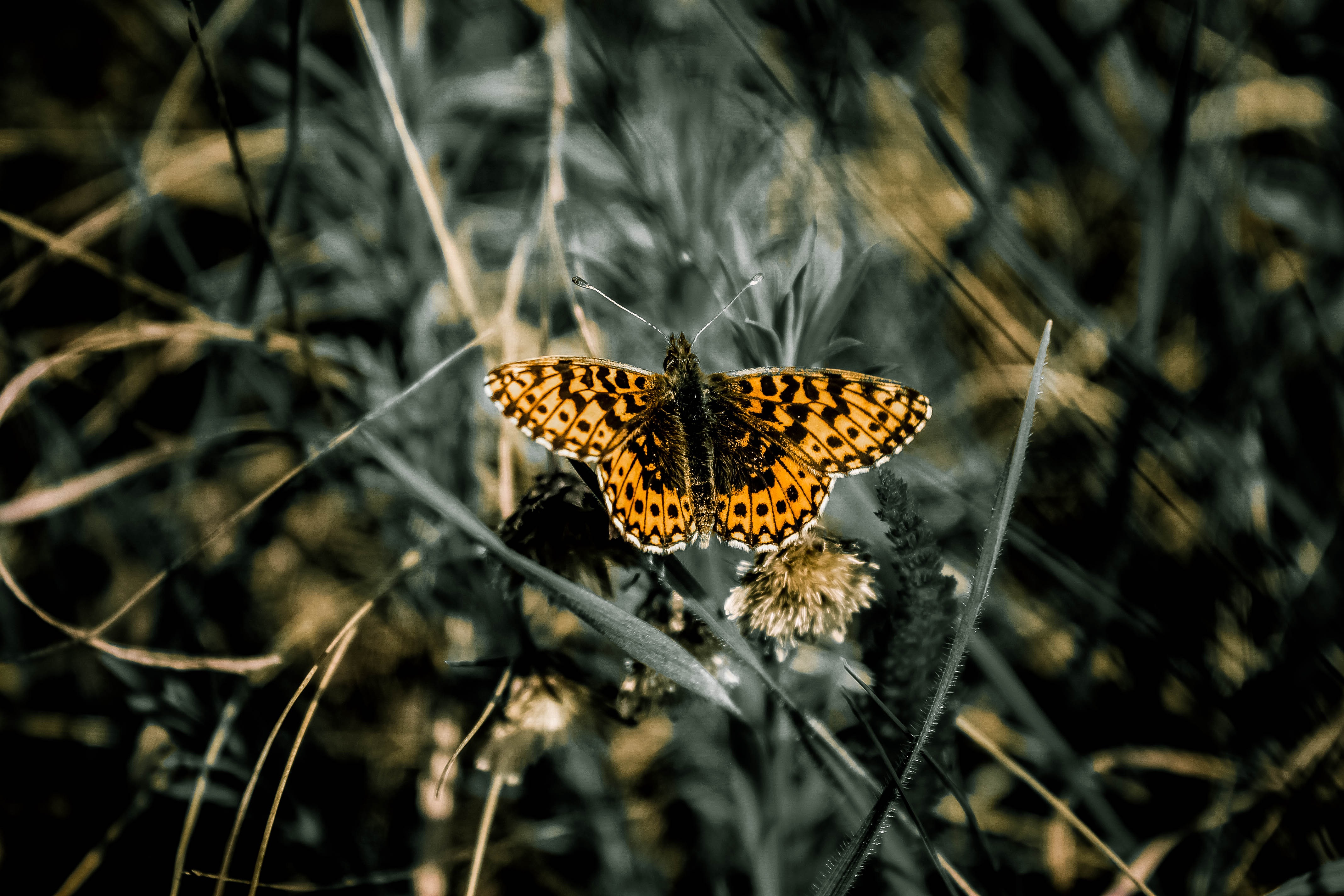 Download mobile wallpaper Grass, Macro, Wings, Butterfly, Patterns for free.