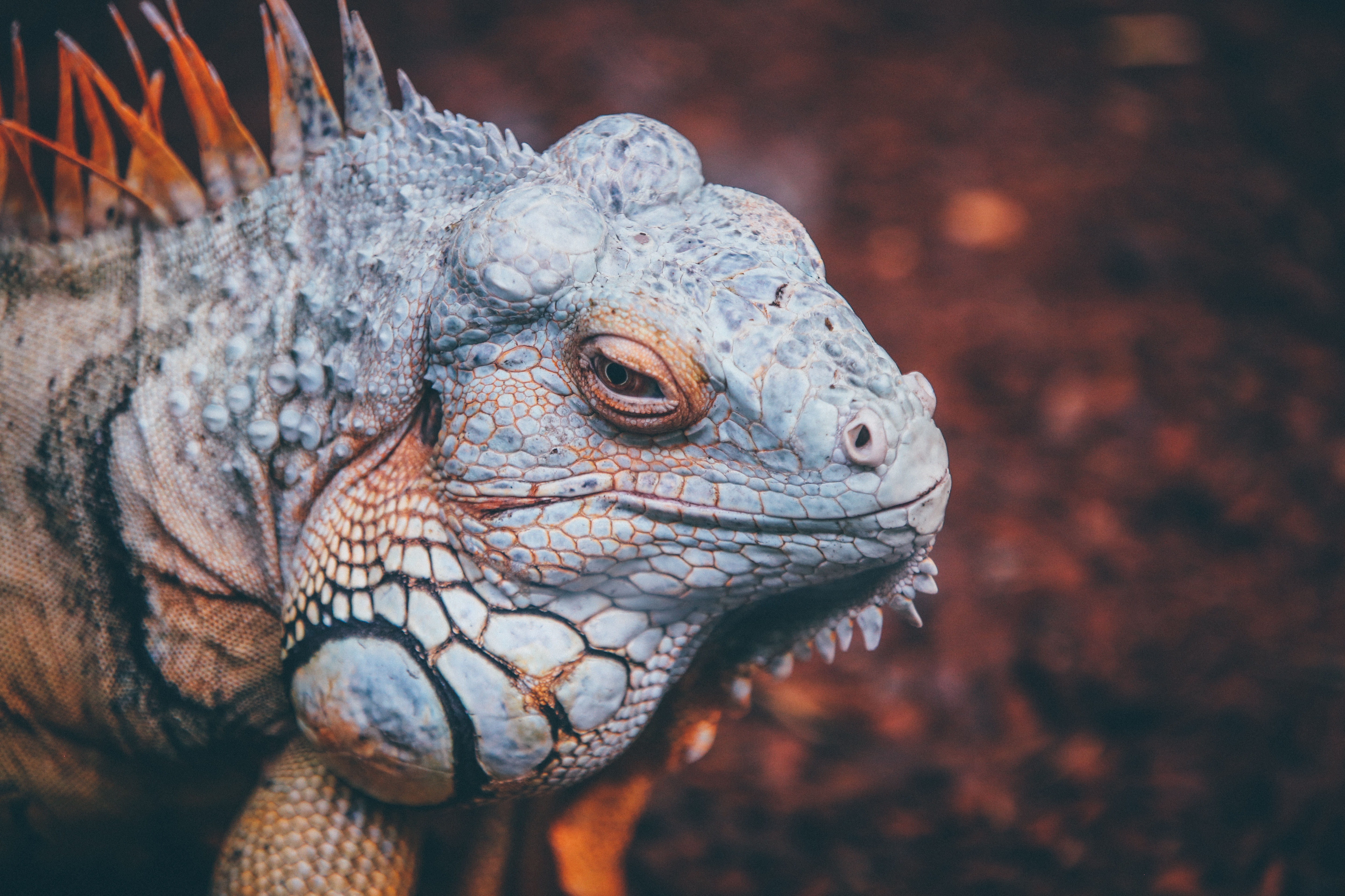 Free download wallpaper Scales, Animals, Reptile, Scale, Iguana on your PC desktop