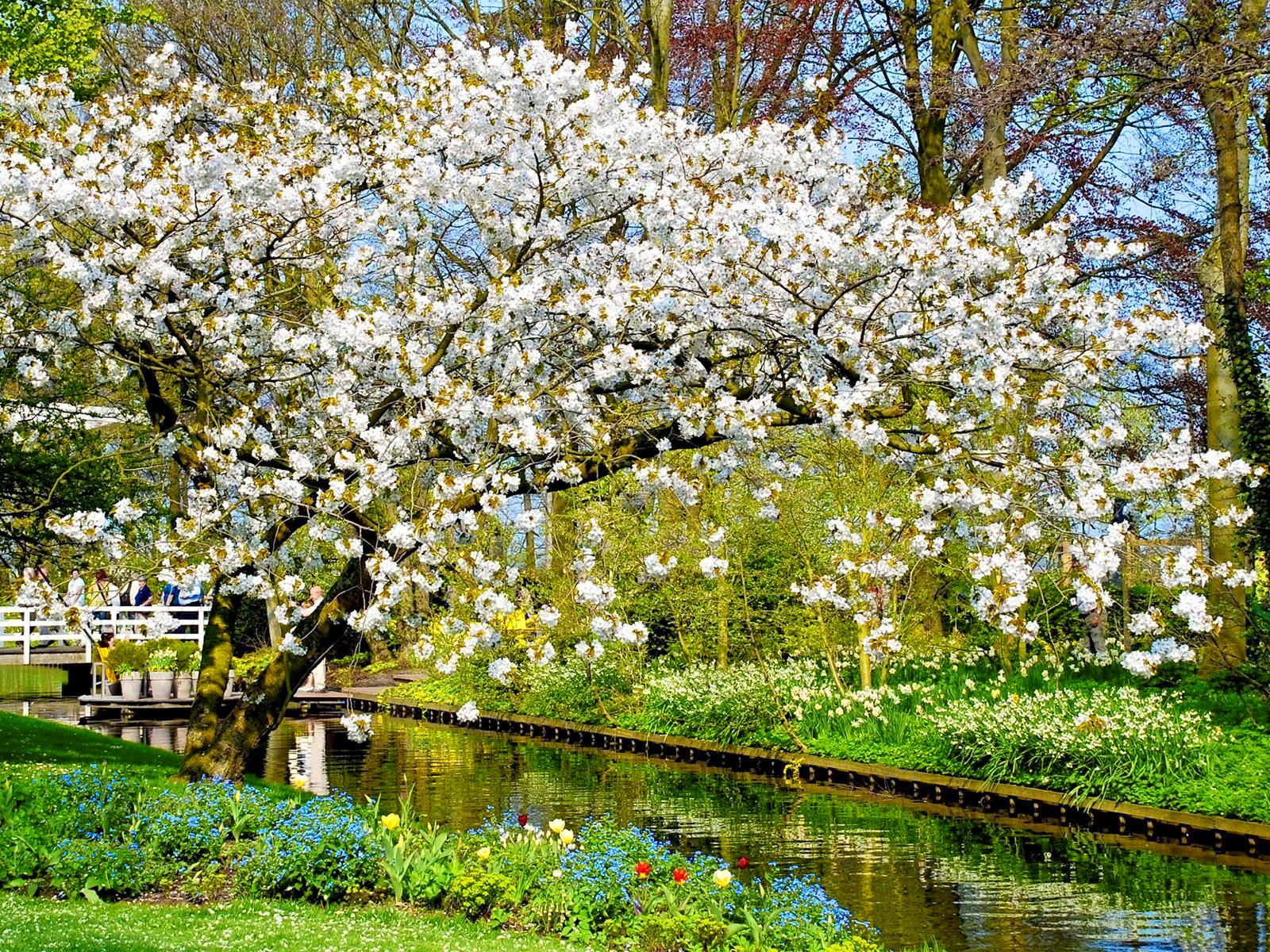 Скачать картинку Парк, Дерево, Земля, Весна, Фотографии, Цветущие, Белый Цветок в телефон бесплатно.