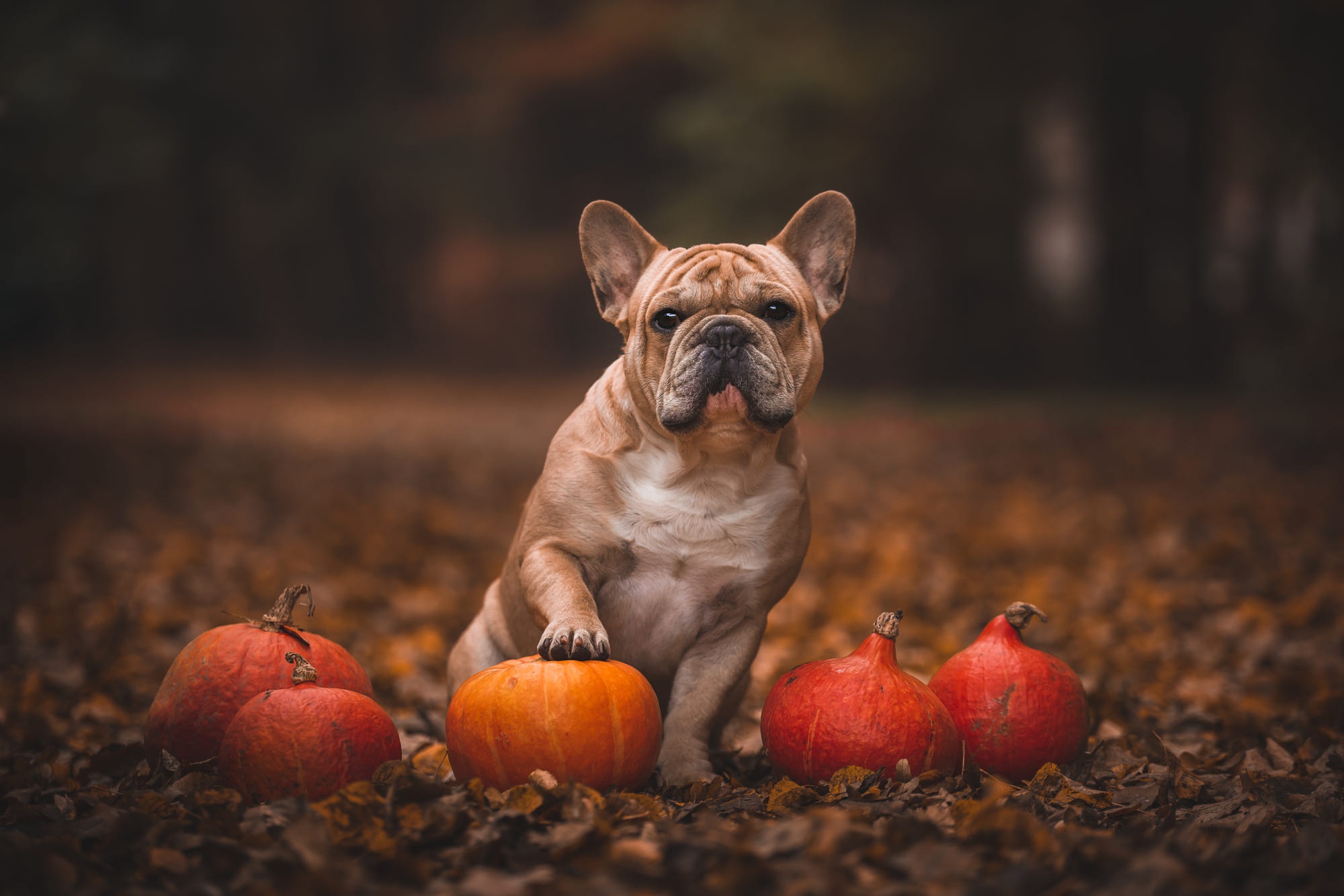 Handy-Wallpaper Tiere, Hunde, Hund, Französisch Bulldogge kostenlos herunterladen.