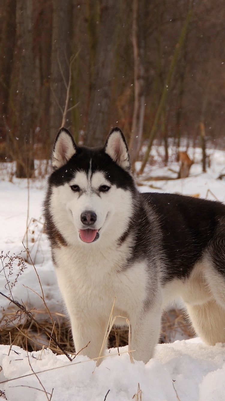 無料モバイル壁紙動物, 冬, 雪, 犬, ハスキーをダウンロードします。