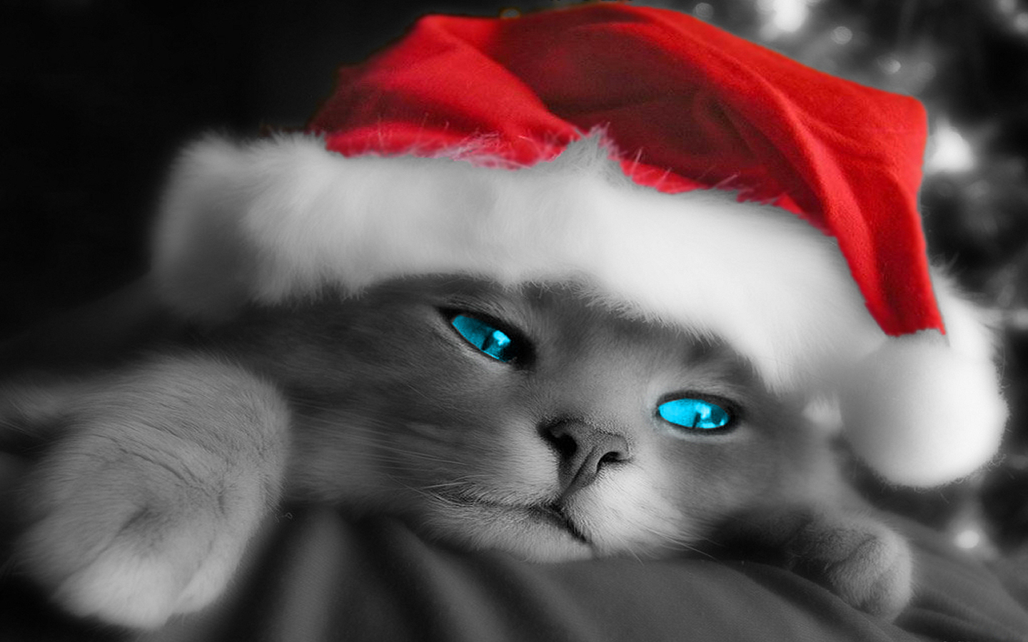 christmas, cat, animal, blue eyes, santa hat