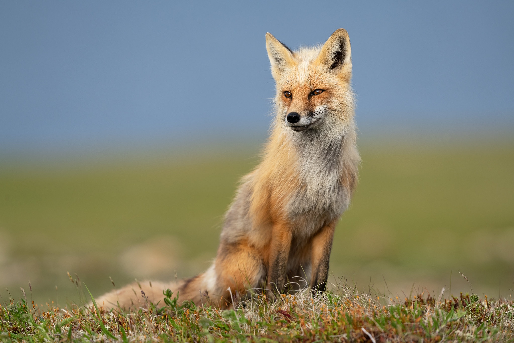 Free download wallpaper Fox, Animal, Depth Of Field on your PC desktop