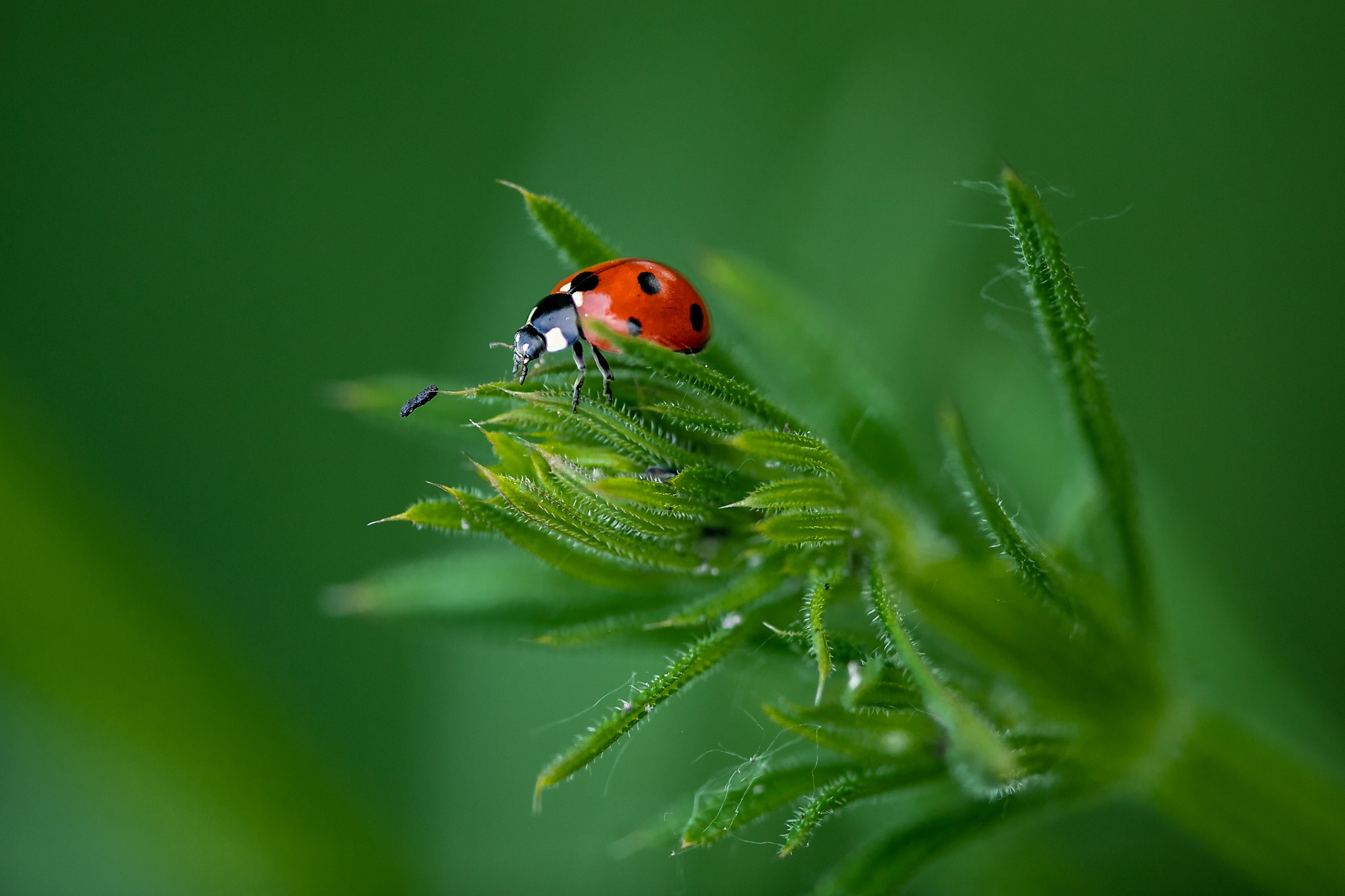 Download mobile wallpaper Grass, Macro, Insect, Animal, Ladybug for free.