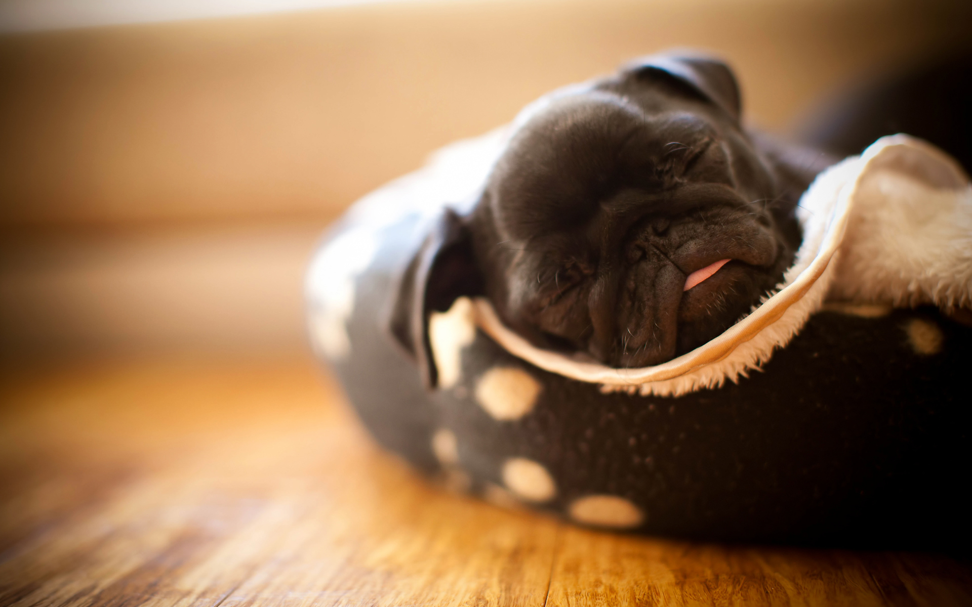 Baixe gratuitamente a imagem Animais, Cão na área de trabalho do seu PC