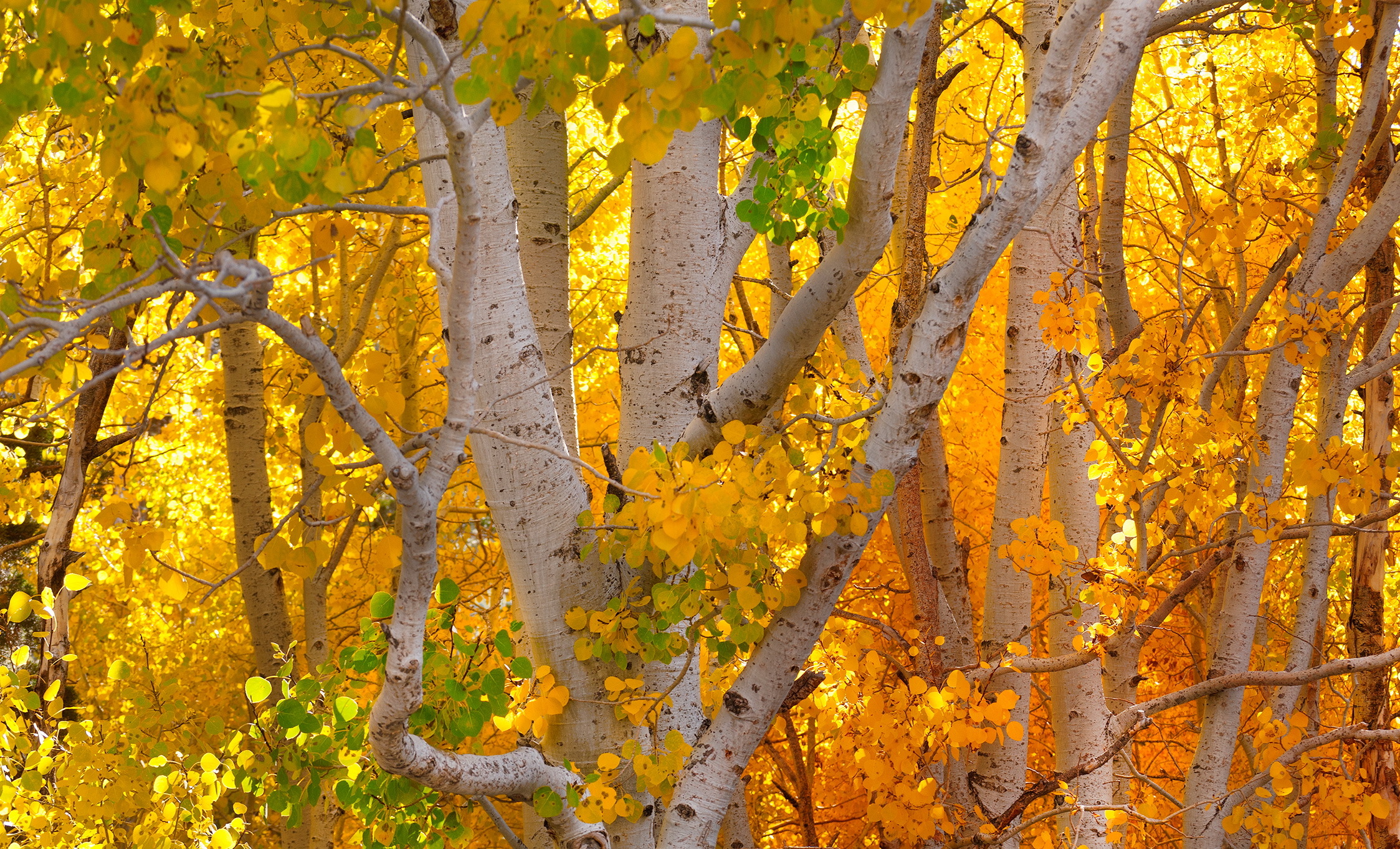 Download mobile wallpaper Forest, Leaf, Fall, Earth, Birch for free.