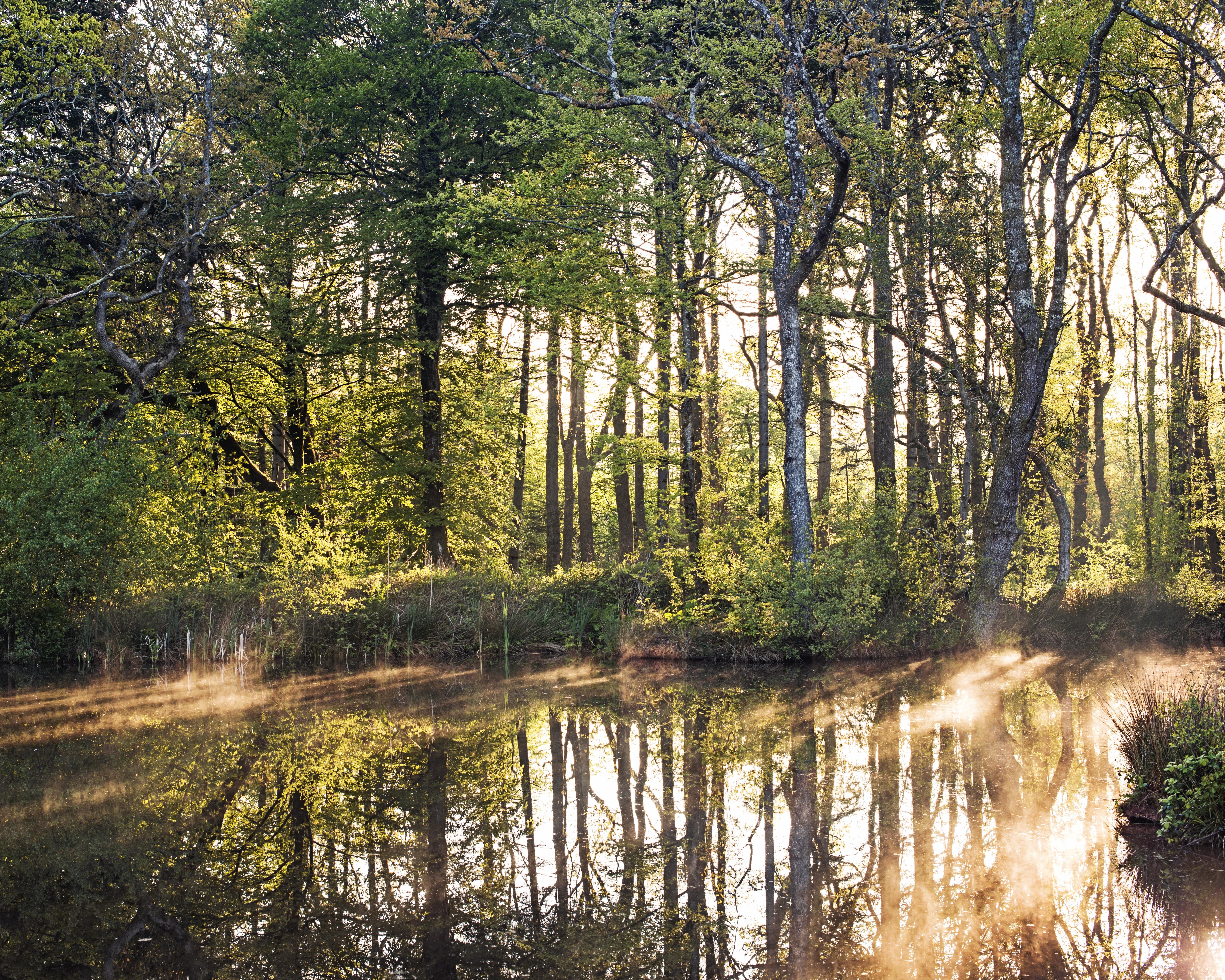 Laden Sie das Natur, Baum, Fluss, Sonnig, Erde/natur, Spiegelung-Bild kostenlos auf Ihren PC-Desktop herunter