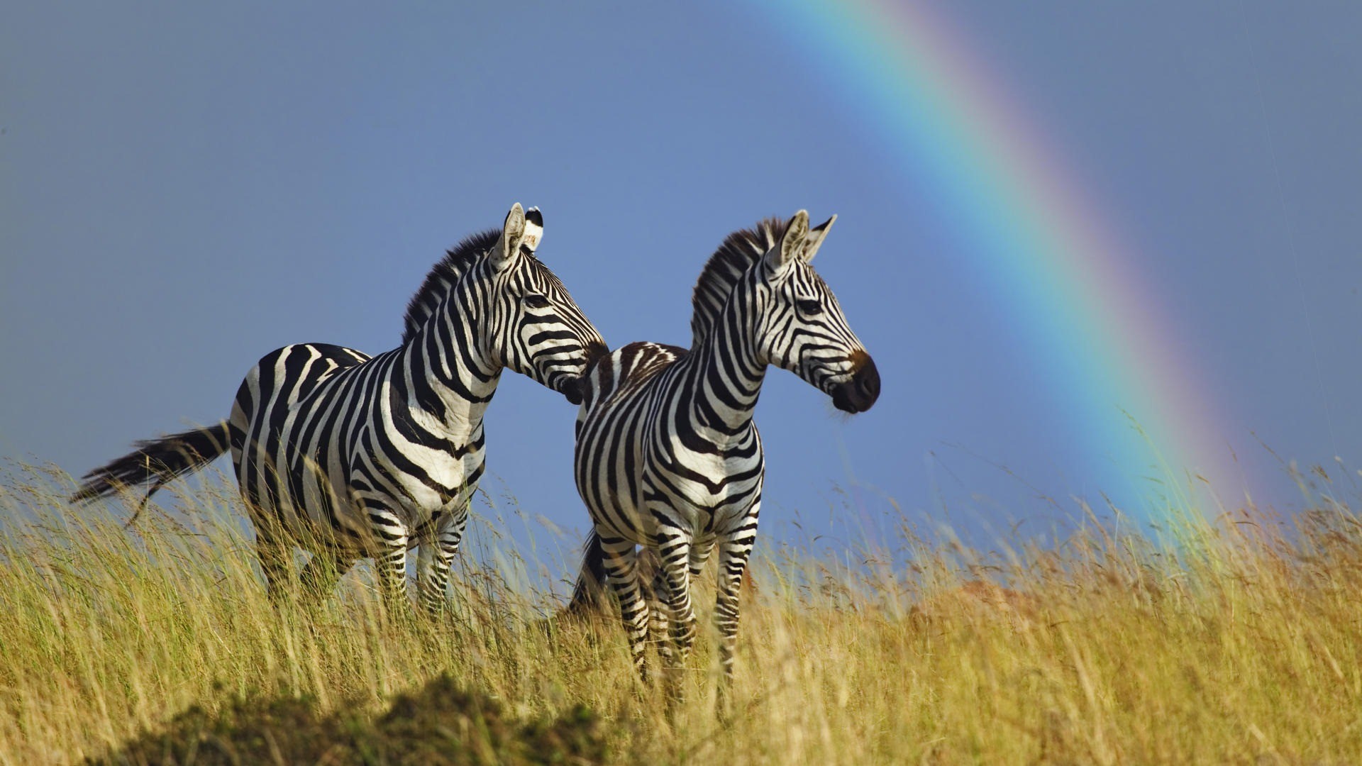 195090 baixar imagens animais, zebra - papéis de parede e protetores de tela gratuitamente