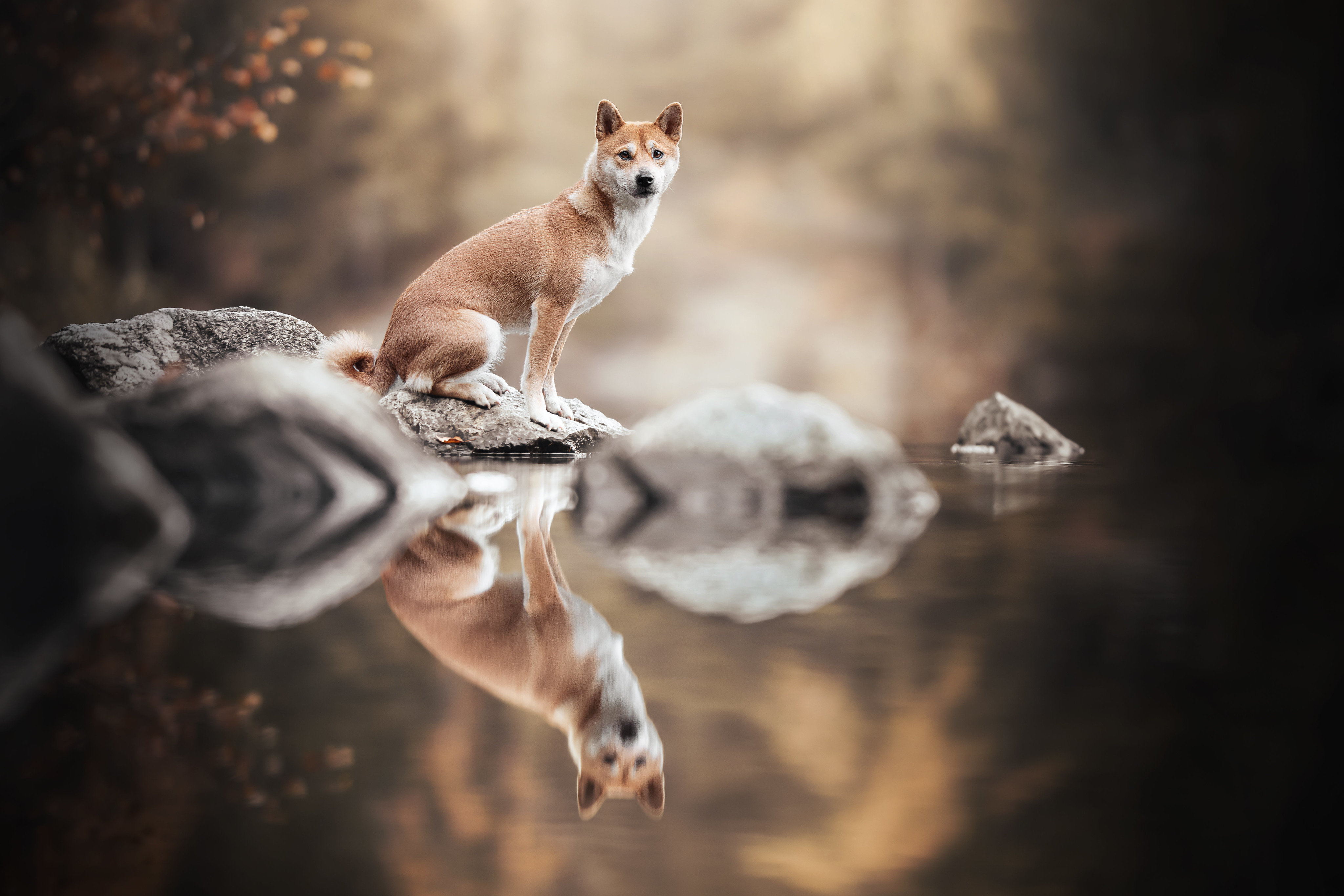 Baixe gratuitamente a imagem Animais, Cães, Shiba Inu, Reflecção na área de trabalho do seu PC