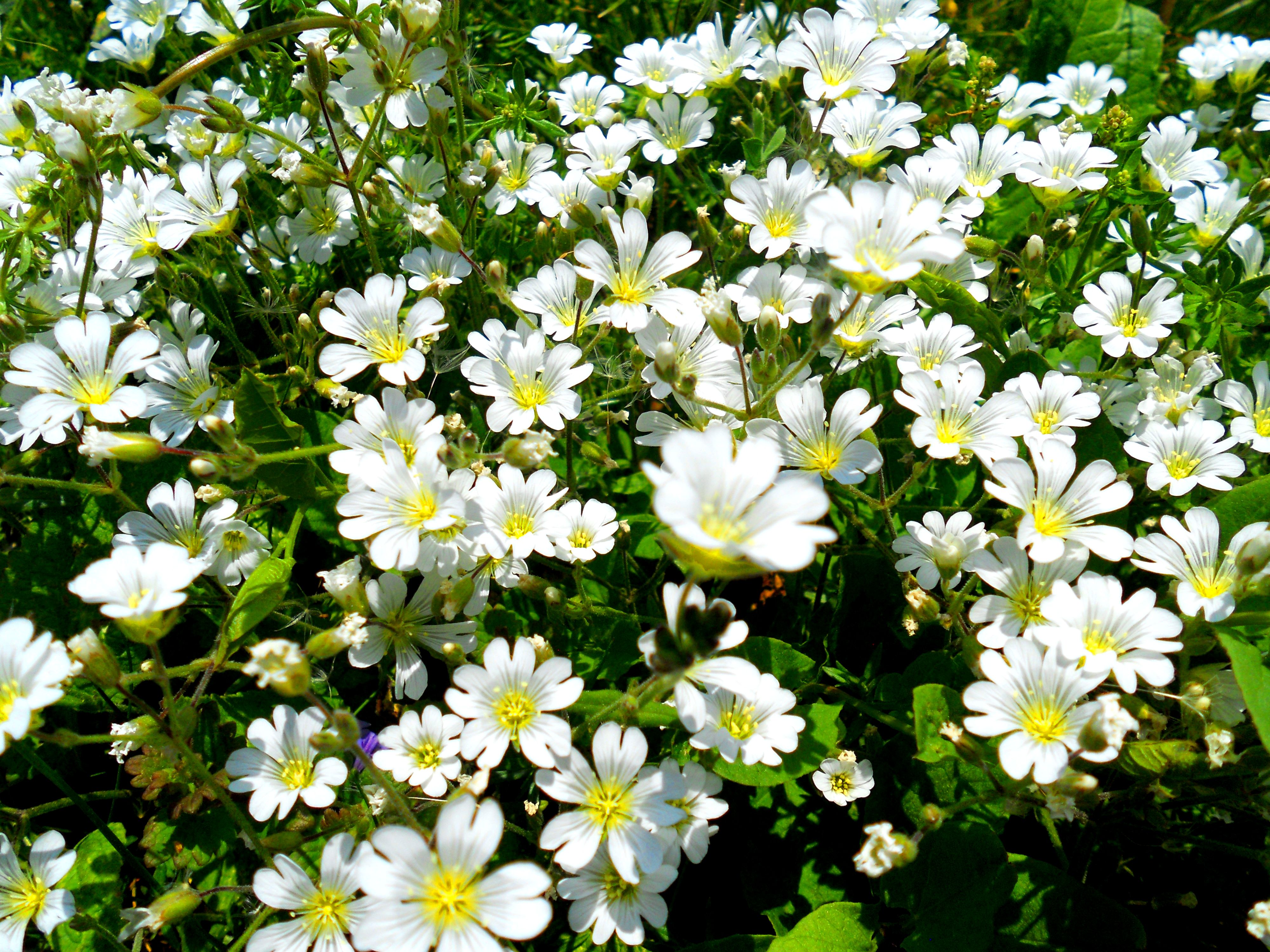 Téléchargez des papiers peints mobile Fleurs, Fleur, Plante, La Nature, Terre/nature gratuitement.