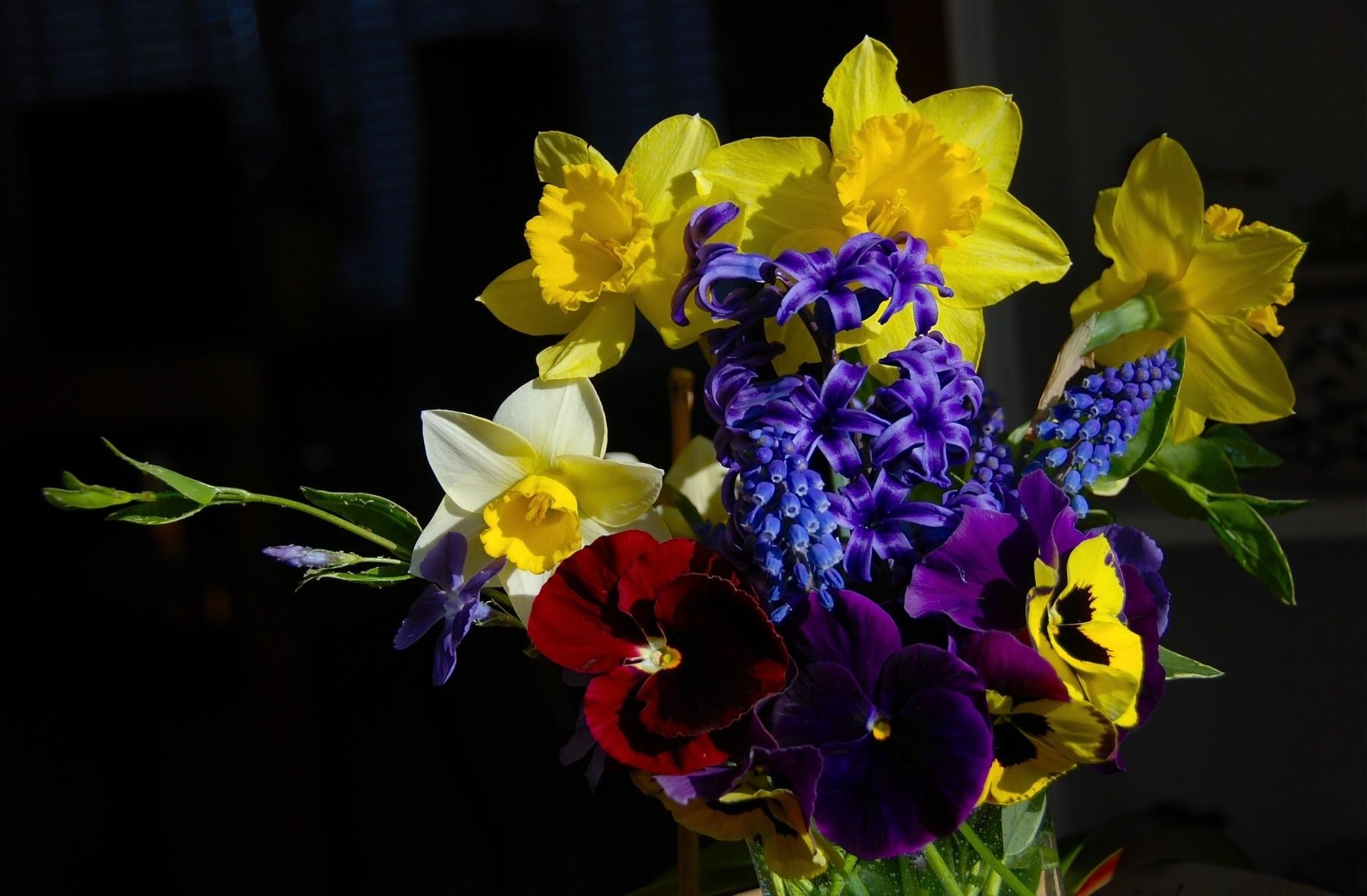 hyacinth, flowers, greens, pansies, narcissussi, bouquet, composition, muscari, muskari