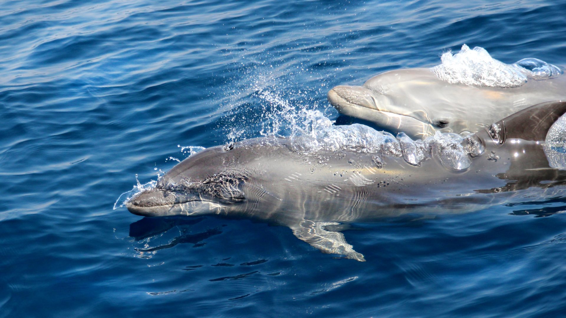 Handy-Wallpaper Tiere, Delfin kostenlos herunterladen.