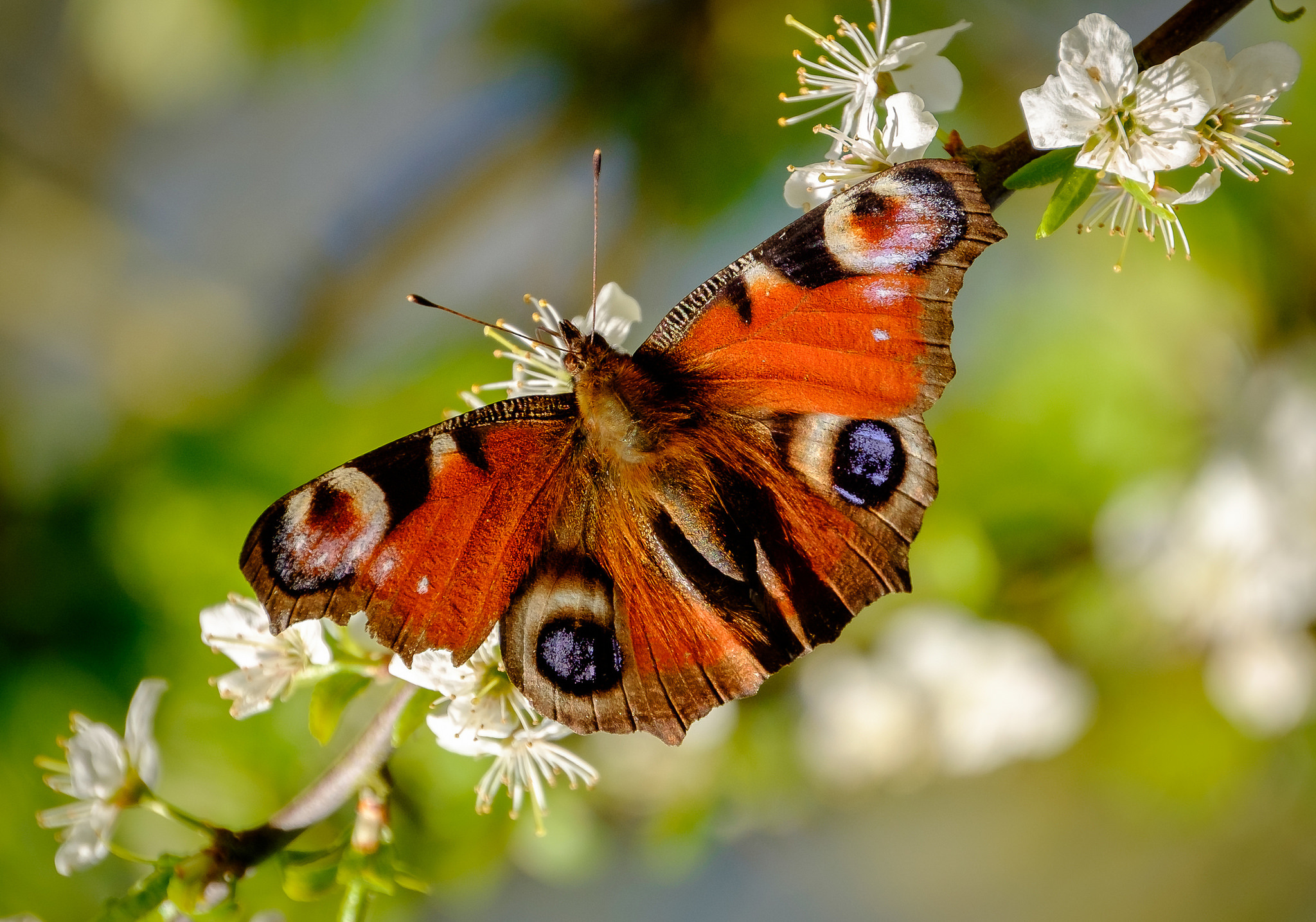 Laden Sie das Tiere, Schmetterlinge, Blume, Makro, Ast, Bunt-Bild kostenlos auf Ihren PC-Desktop herunter