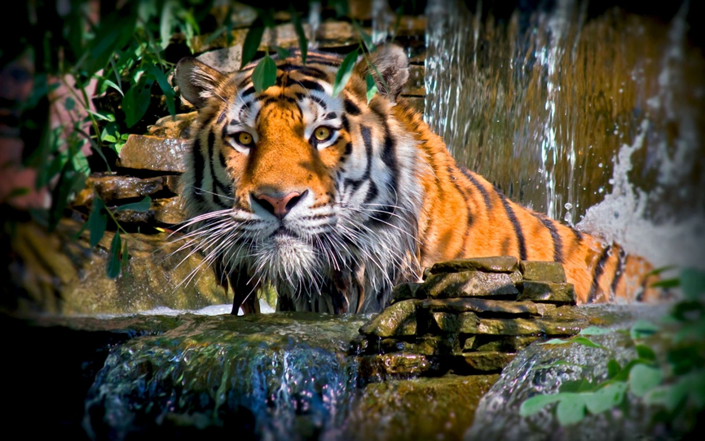 tigers, animals Smartphone Background