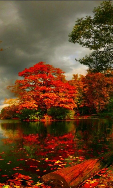 Download mobile wallpaper Nature, Tree, Fall, Earth, Pond for free.