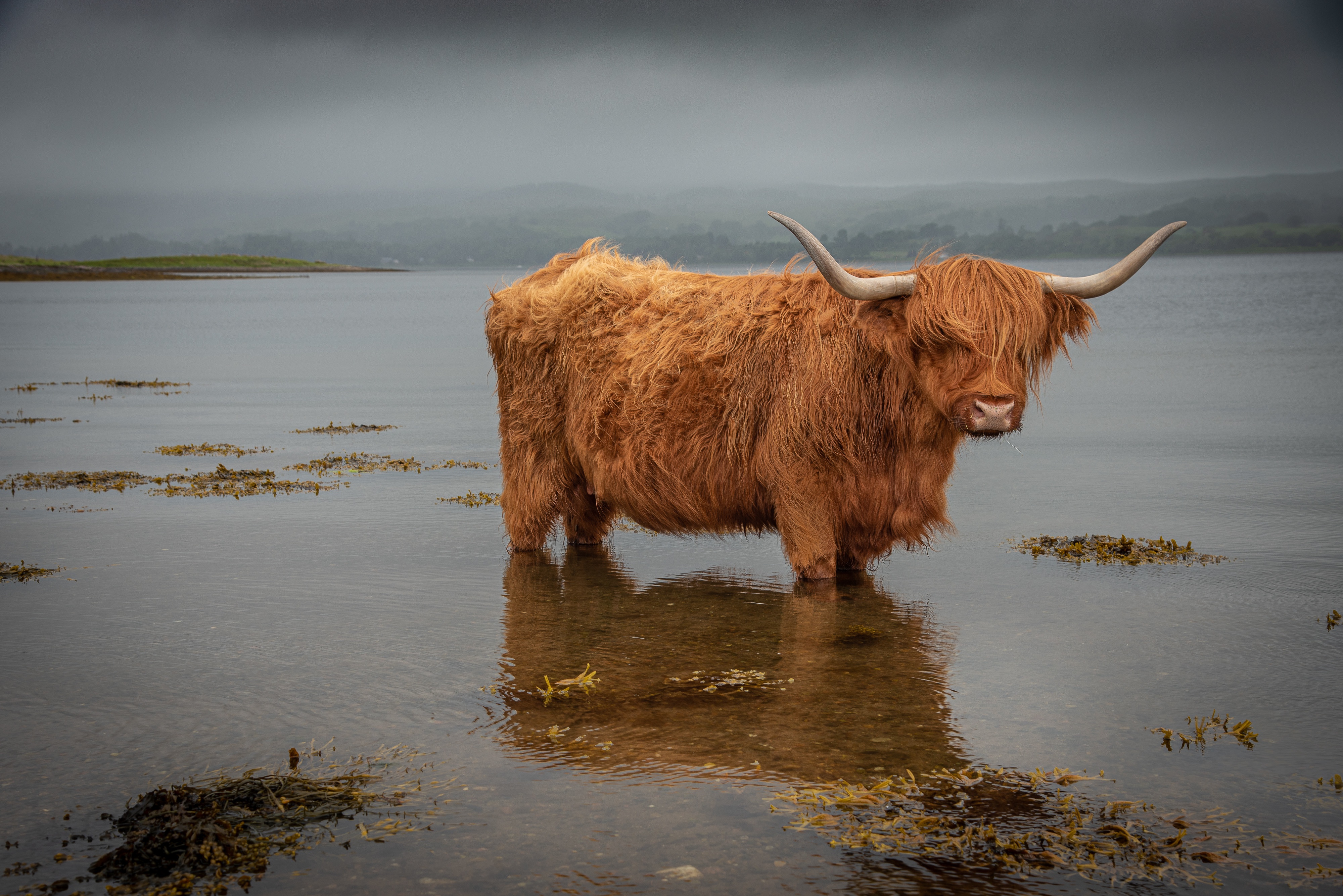 highland cattle, animal, cattle, cow, nature, water