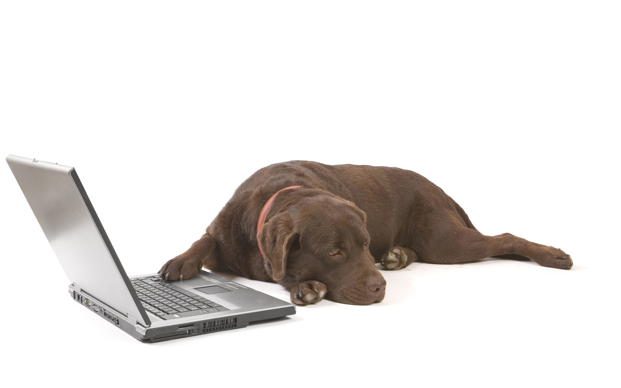 Baixe gratuitamente a imagem Animais, Cão, Computador, Labrador Retriever na área de trabalho do seu PC