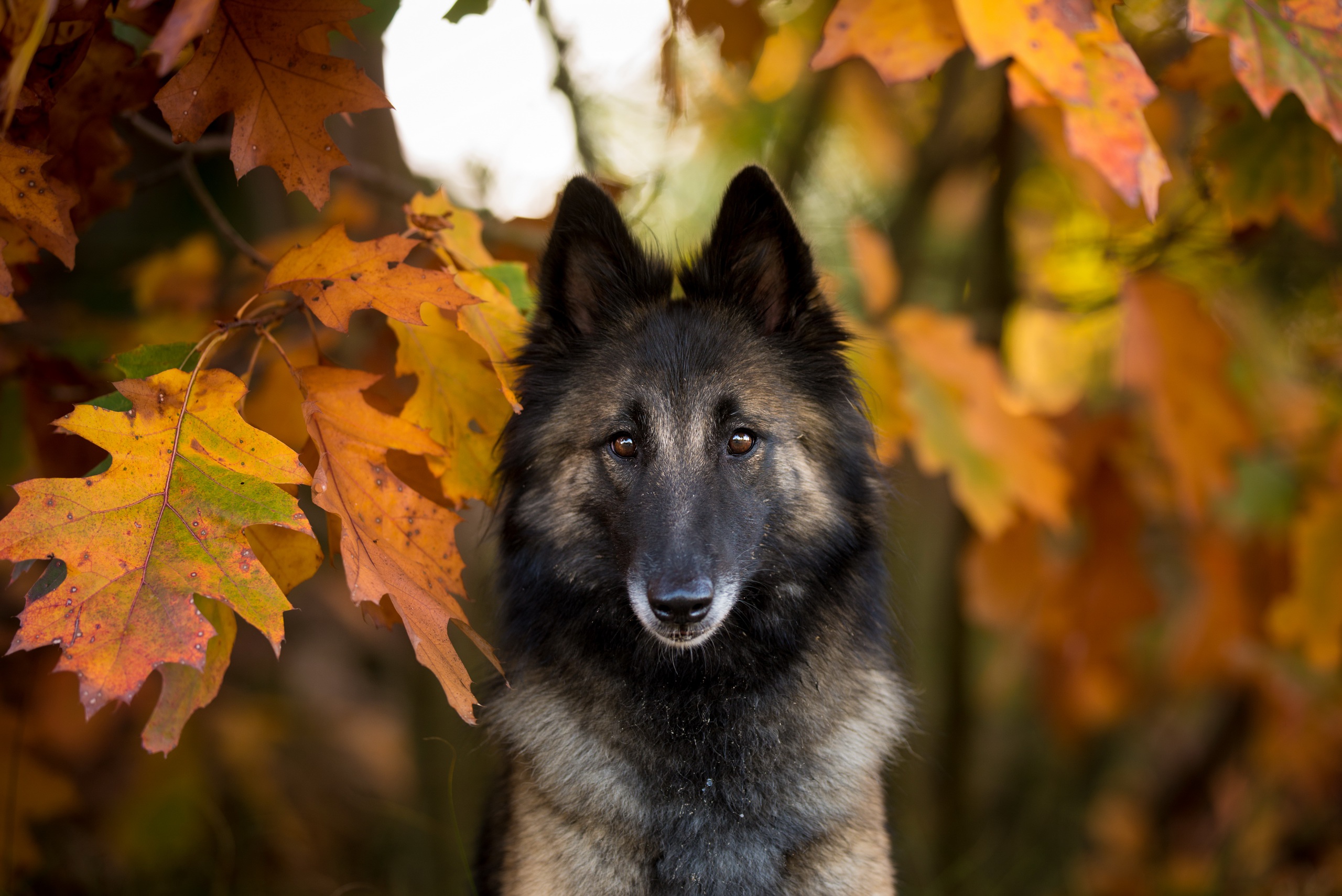 Handy-Wallpaper Tiere, Hunde, Hund, Blatt, Starren, Tiefenschärfe kostenlos herunterladen.