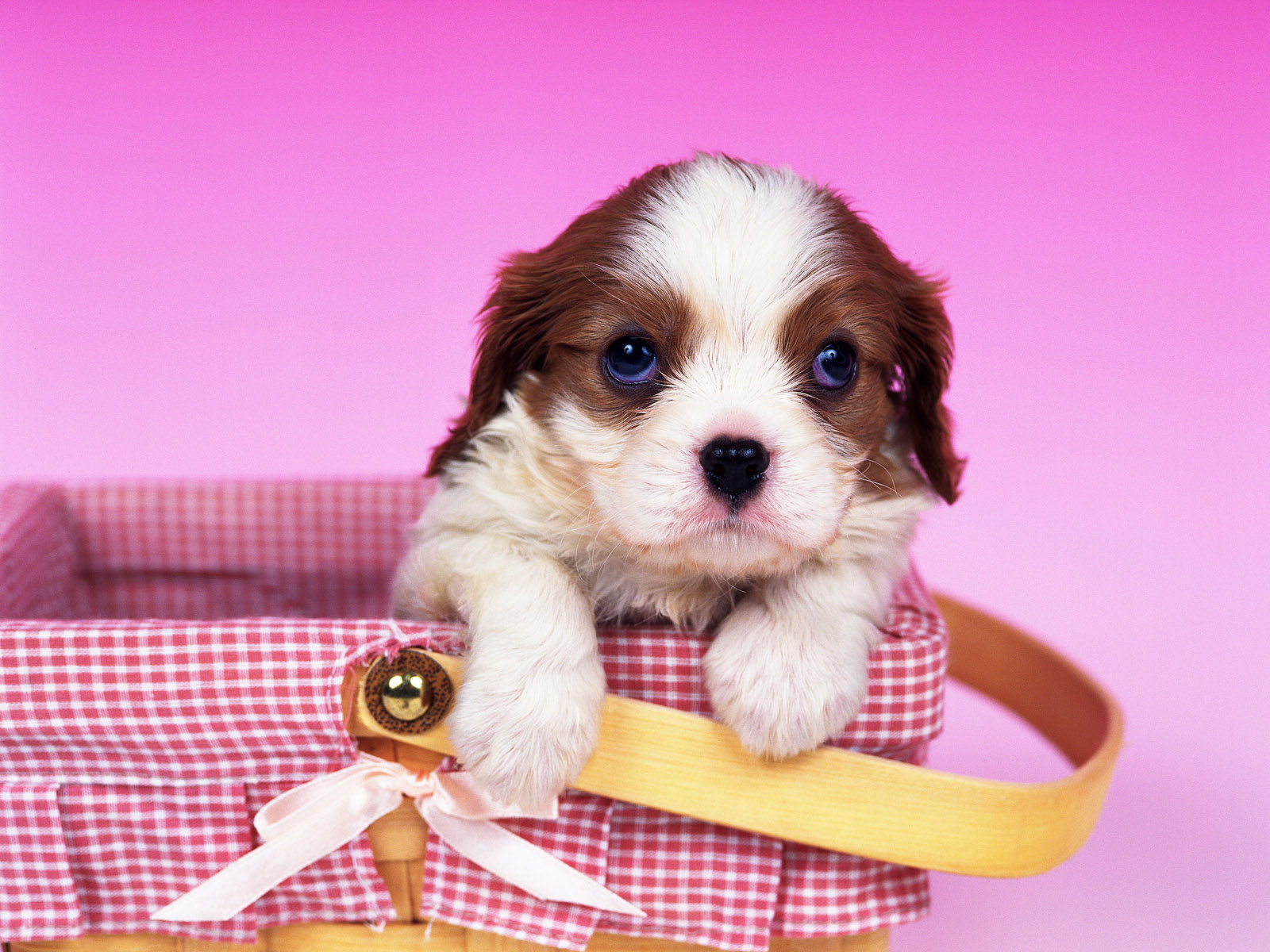 Téléchargez des papiers peints mobile Chiot, Chiens, Animaux gratuitement.