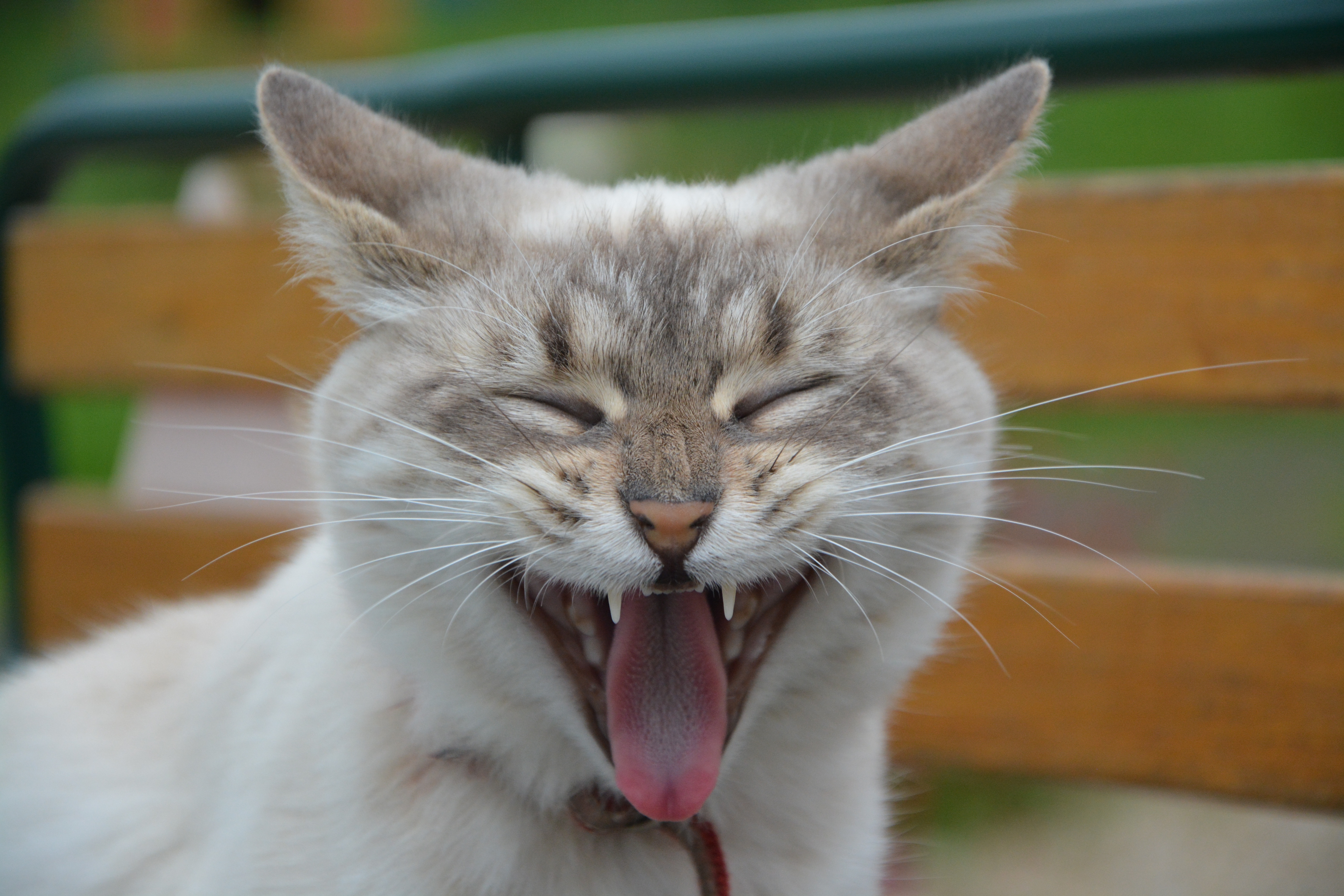 cat, animals, muzzle, yawn desktop HD wallpaper