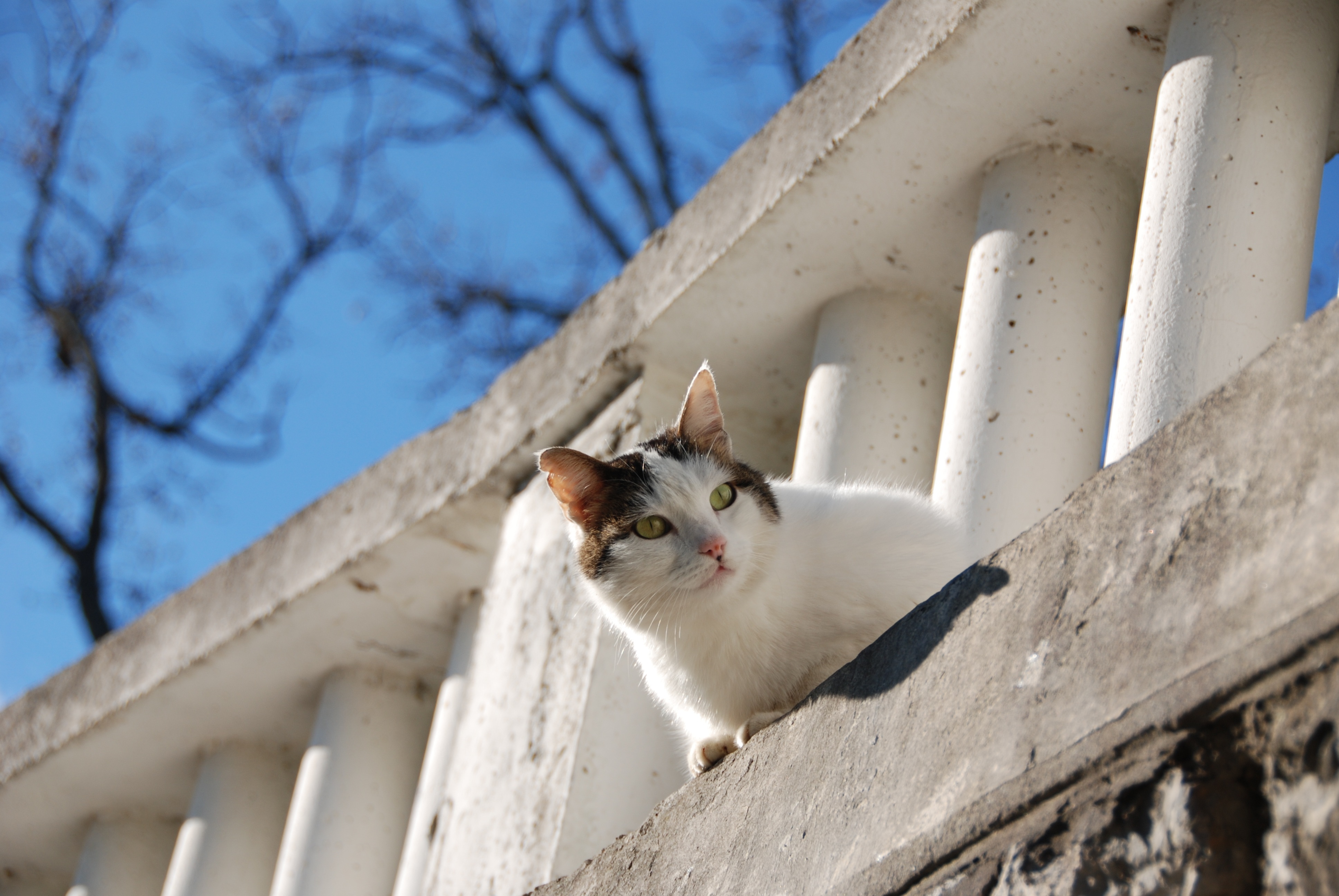 Baixar papel de parede para celular de Animais, Gatos, Gato gratuito.