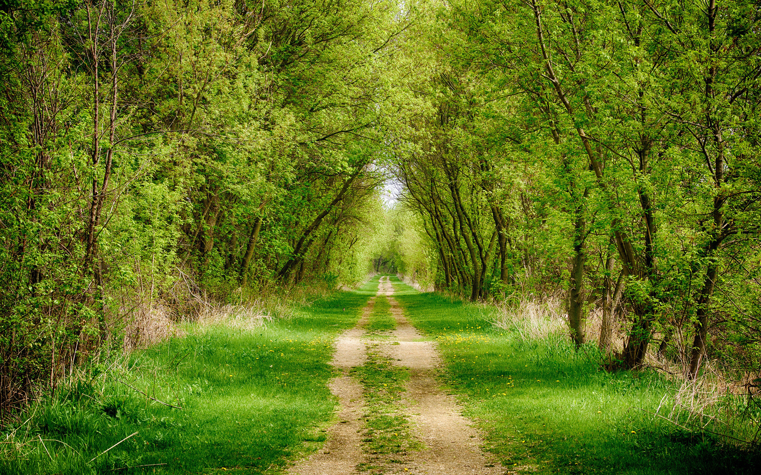 Download mobile wallpaper Road, Forest, Tree, Path, Dirt, Man Made for free.