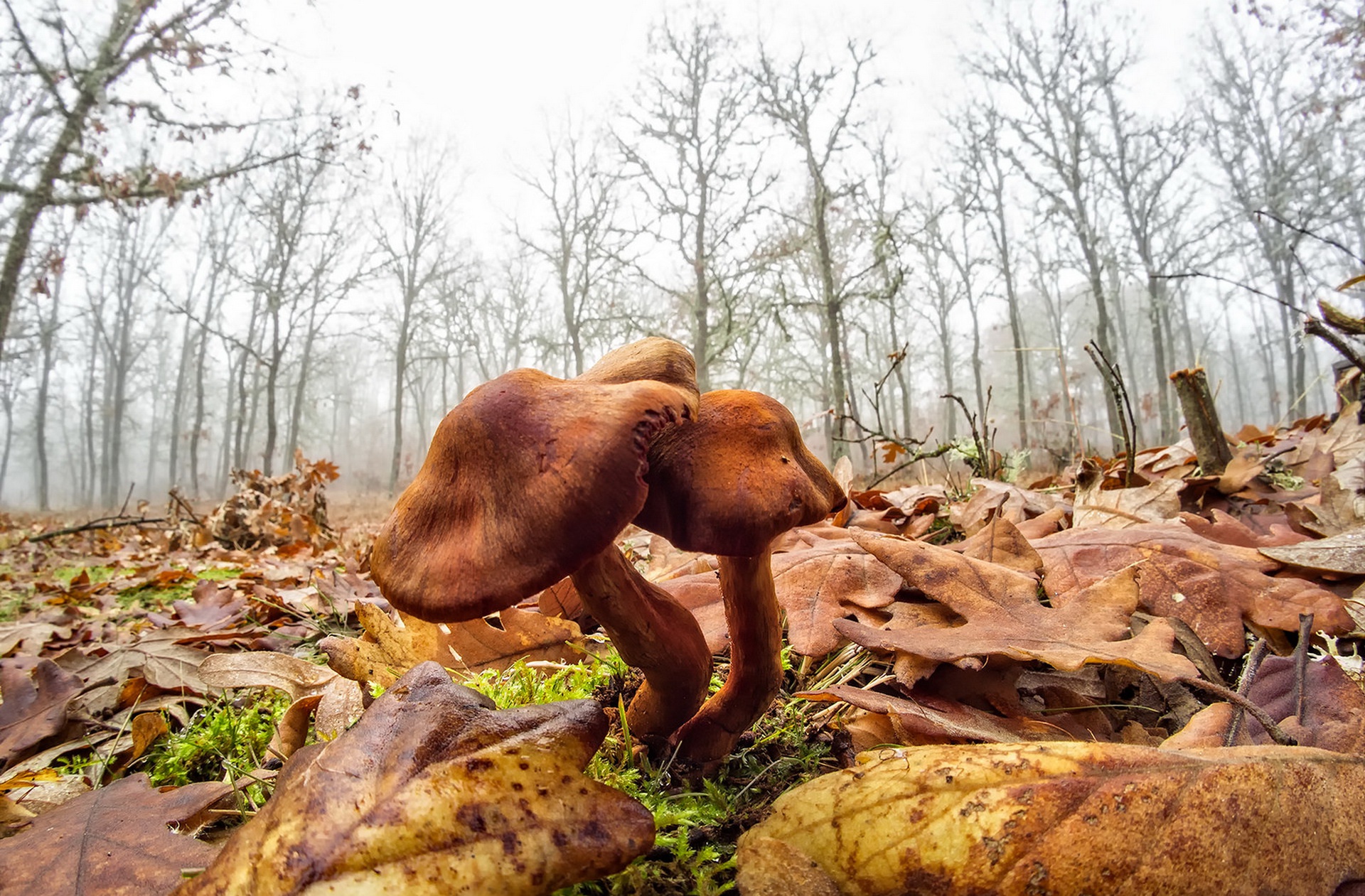 Download mobile wallpaper Nature, Fog, Close Up, Leaf, Fall, Earth, Mushroom for free.