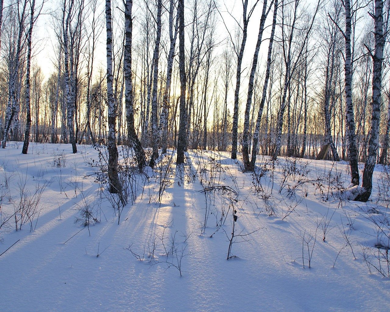 trunks, winter, nature, birches, drifts