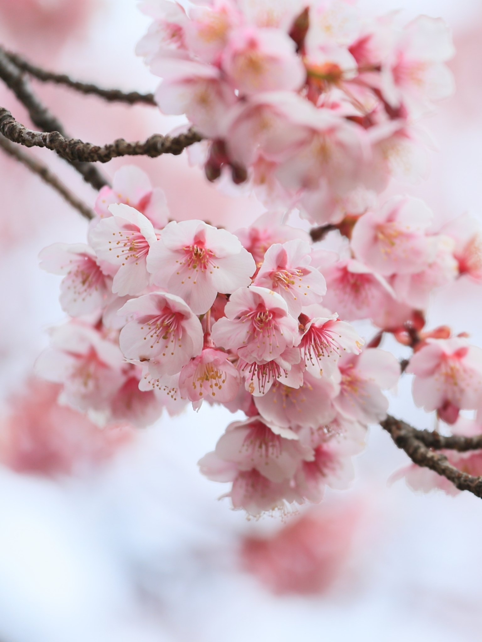 Download mobile wallpaper Nature, Flowers, Branch, Earth, Spring, Blossom, Pink Flower for free.