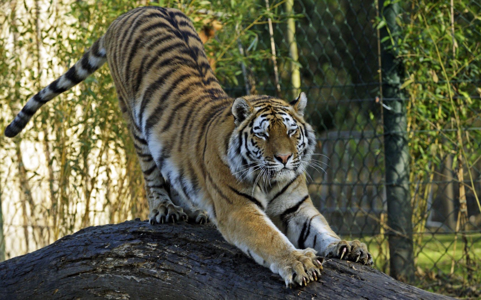 Handy-Wallpaper Tiere, Predator, Big Cat, Raubtier, Große Katze, Amur Tiger, Tiger kostenlos herunterladen.