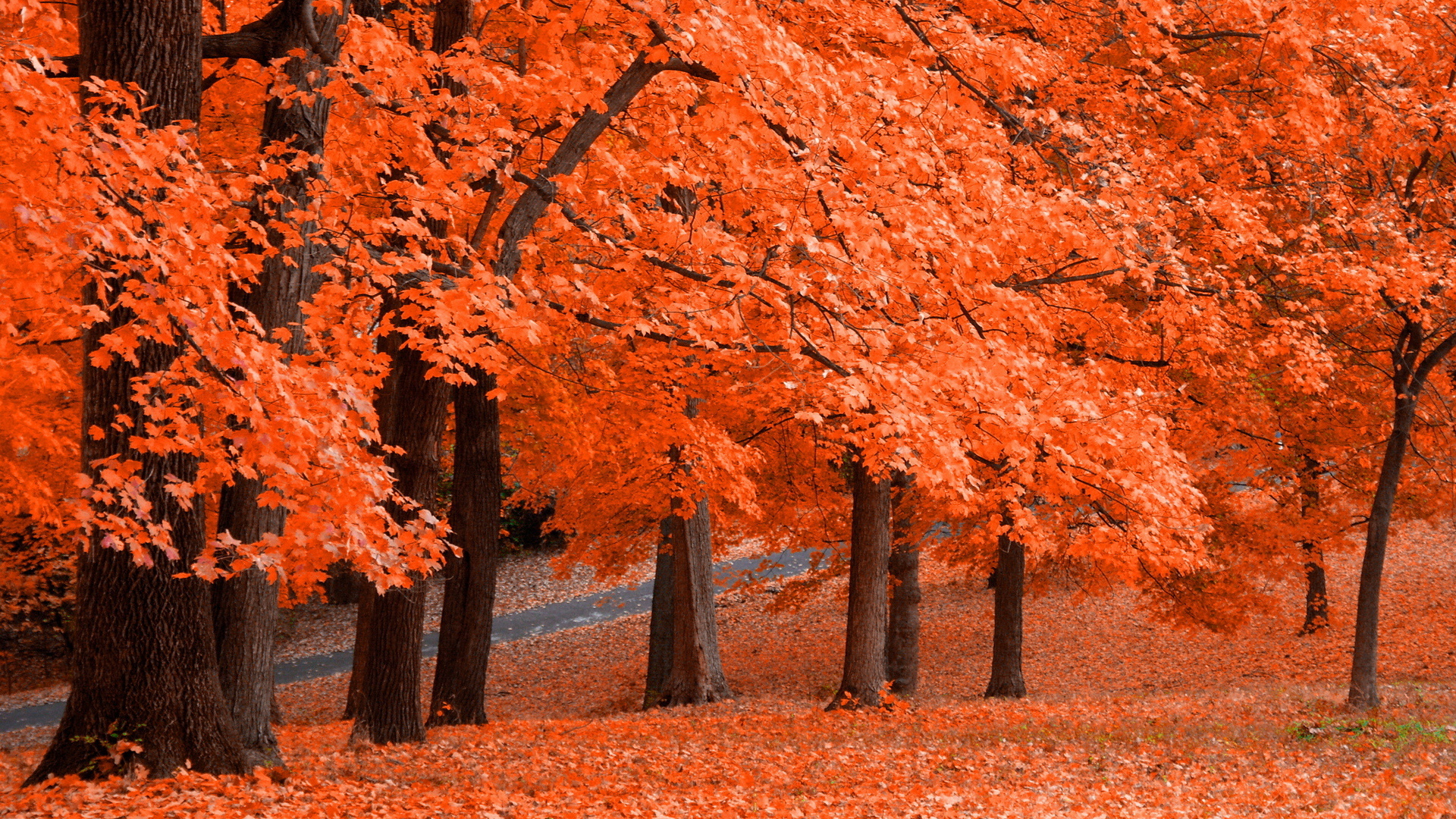 Free download wallpaper Nature, Leaf, Fall, Earth, Season on your PC desktop