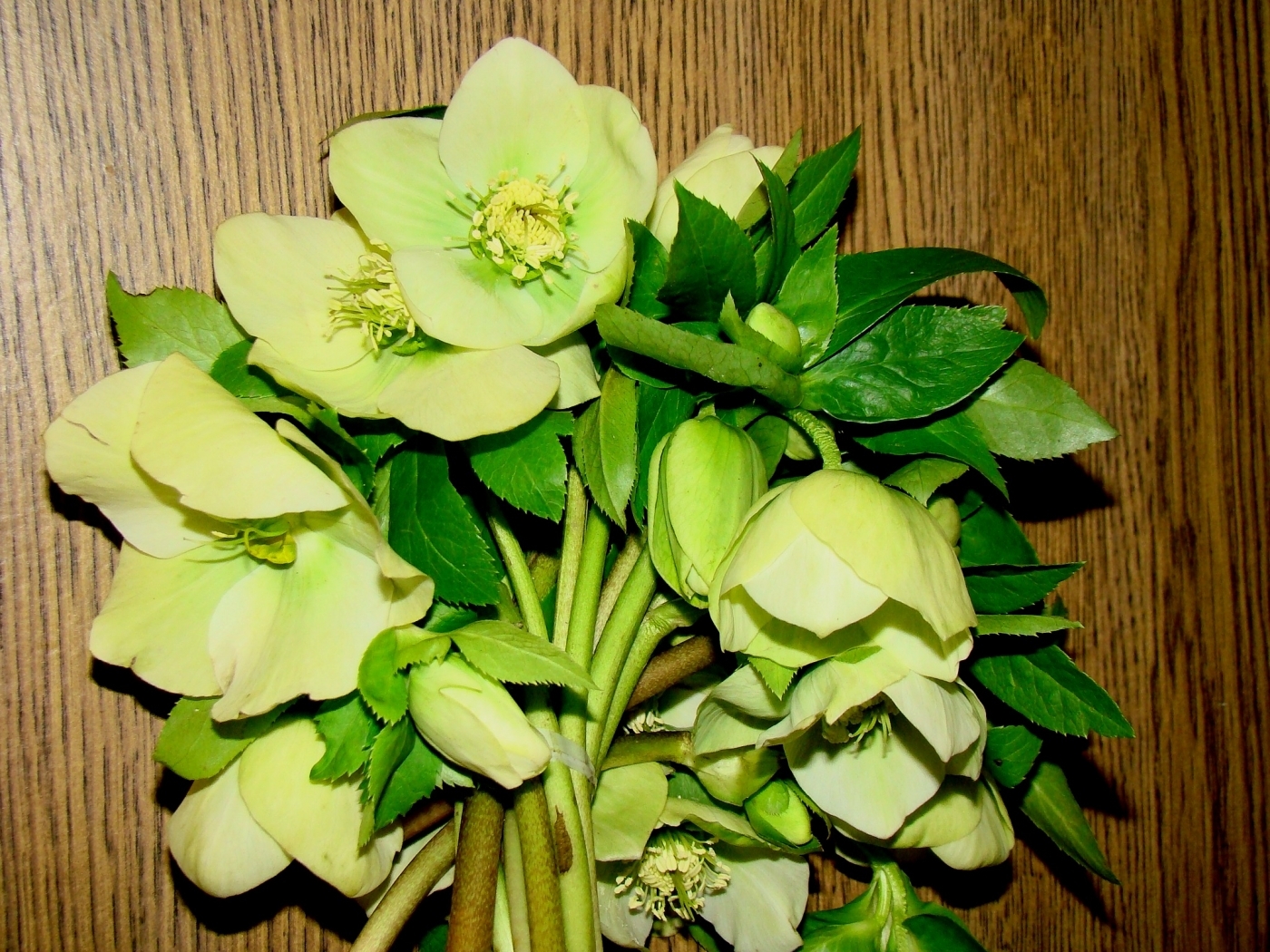 Descarga gratuita de fondo de pantalla para móvil de Bouquets, Flores, Plantas.